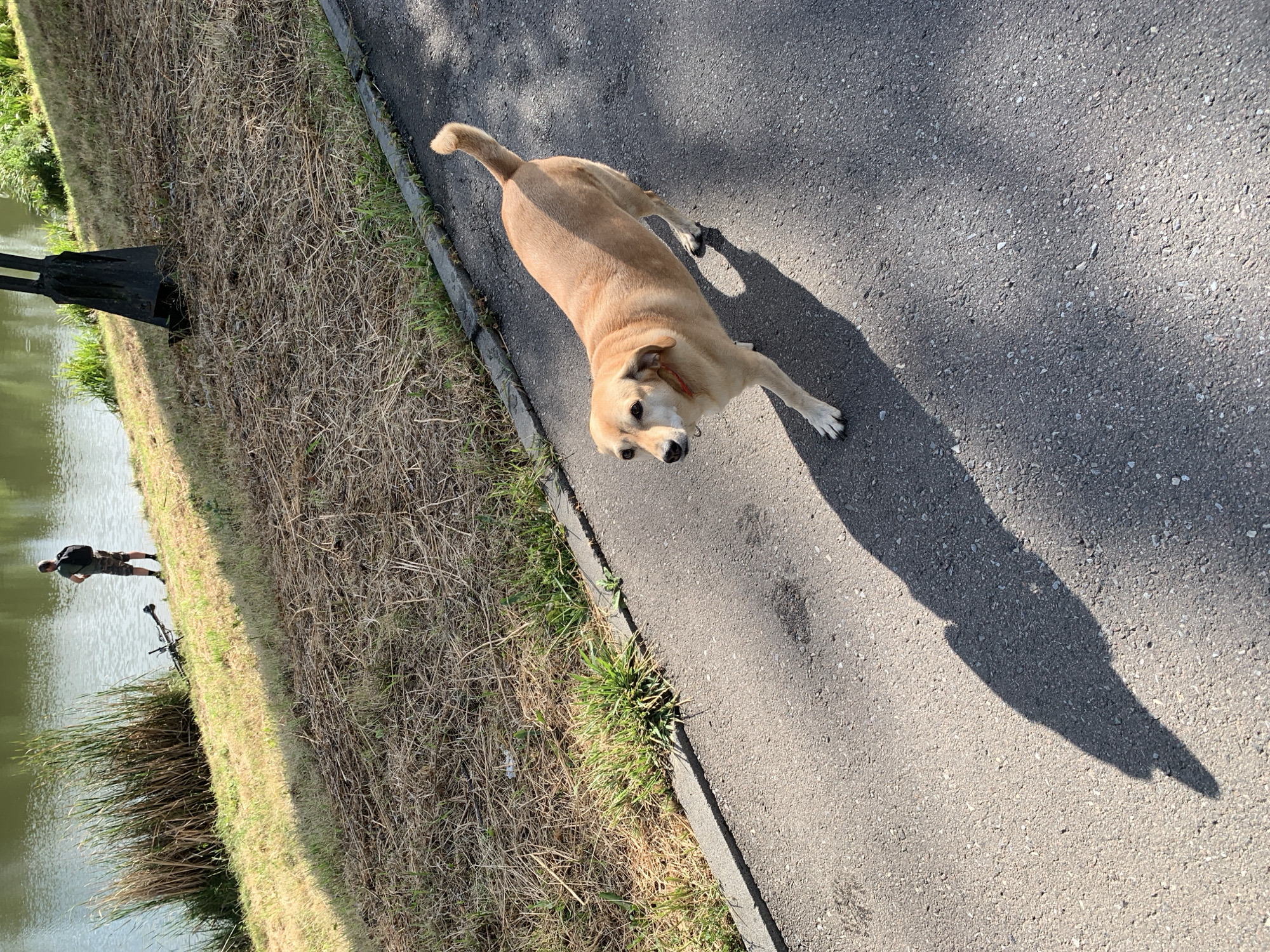 A light brown dog walks on a paved path next to a grassy embankment sloping down to a body of water. A person with a backpack stands near the water's edge, and a bicycle lies on its side on the embankment. The scene is outdoors, under bright sunlight, casting distinct shadows. The environment suggests a park or waterfront area.