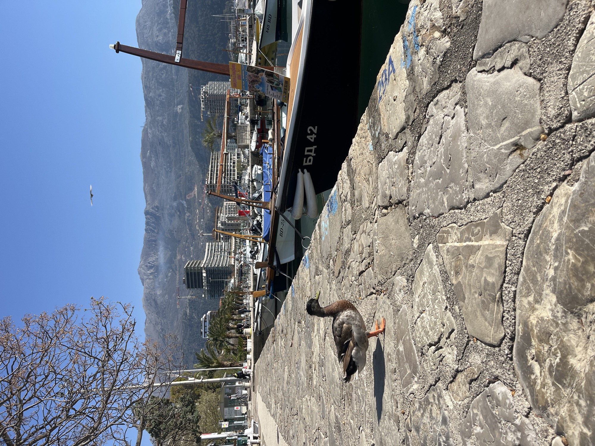 The image captures a scene in Budva, Montenegro, showcasing a harbor with boats and a duck on a stone embankment. The foreground features a rough, paved surface, with a duck walking on it. The duck is mostly grey and black, with orange feet. In the middle ground, several boats are docked, some with visible identifying marks like "БД 42" and "BD-25". A sign for a boat tour, "TRANSFER & PANORAMA BOAT", is also visible. The background displays the cityscape of Budva, including buildings, palm trees, and a mountain range under a clear blue sky. A bare tree branch is seen in the bottom left corner. A bird flies in the sky.