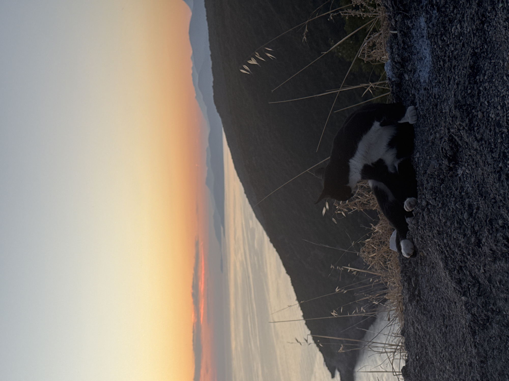 A black and white cat is grooming itself on a rocky surface. The cat is in the foreground of the image. Behind the cat, a steep, dark green, tree-covered hill slopes down to the left. The sea is visible to the left of the hill, with a distant coastline and mountains in the background. The sky above is a gradient of pale blue at the top, transitioning to orange and then pink at the horizon, indicating it is either sunrise or sunset. The scene is set in Zagora, Montenegro.