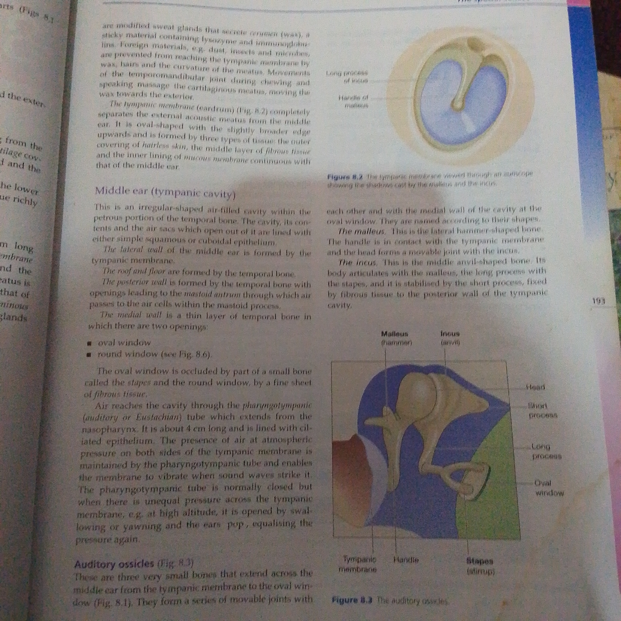 The image shows two pages from a biology textbook. The left page contains text describing the external and middle ear, including the tympanic membrane and cavity. It also mentions the Eustachian tube and auditory ossicles. The right page features two diagrams. The upper diagram is a close-up view of the tympanic membrane, showing the long process of the incus and the handle of the malleus. The lower diagram illustrates the malleus, incus, and stapes, which are the auditory ossicles, connected to the oval window. Text labels are present on both pages, identifying anatomical parts and providing figure numbers. The overall setting is an academic environment, likely a classroom or study area, given the textbook format and the detailed biological illustrations. There is no indication of time of day, weather, or emotions. The location context provided, Jalingo, Nigeria, is not directly inferable from the image itself but is a piece of external information about the image's origin.
