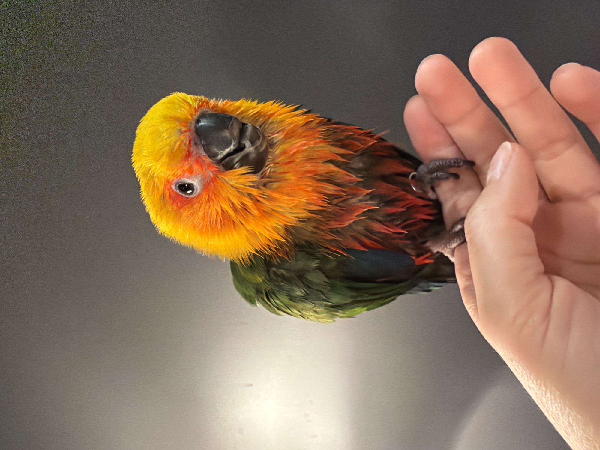 A sun conure, a small parrot with bright orange and yellow plumage on its head and chest transitioning to green on its back and wings, is perched on a human hand. The bird appears wet, with its feathers slightly disheveled. Its beak is partially open, and its dark eye is visible. The hand is extended, with fingers slightly curled. The background is a gradient of gray, darker on the right and lighter with some indistinct smudges on the left, suggesting an indoor environment with artificial lighting. There is no indication of the city of Khimki, Russia, or any other specific geographical location.