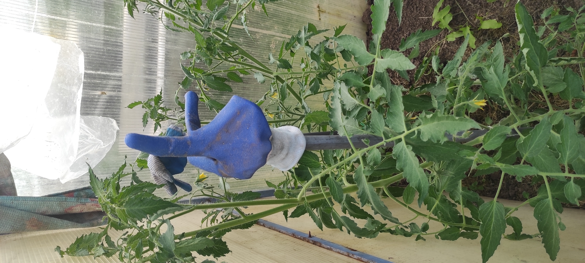 A person's gloved hand is visible in the foreground of the image, wearing a blue gardening glove and a white cuff. The hand is holding a metal pole that is supporting a tomato plant. The tomato plant has large green leaves and some small yellow flowers. It appears to be growing inside a greenhouse, with translucent panels visible in the background. There is also some white plastic sheeting and a blue strap visible. The scene is outdoors, with natural light suggesting it is daytime. The location is identified as Perevoznoe, Russia.