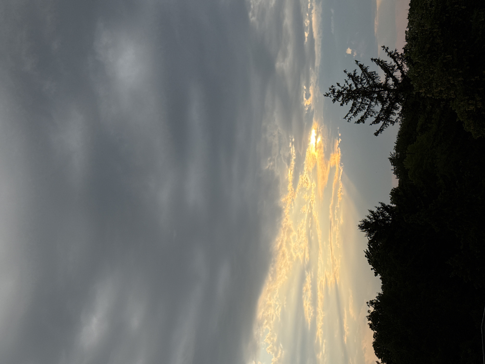 The image captures a dramatic sky over a dense tree line in Pleven, Bulgaria. The upper portion of the sky is dominated by dark, heavy clouds, creating a somber mood. However, the lower part of the sky is illuminated by the setting sun, which breaks through the clouds with golden rays that fan out, casting a warm glow. This sunlight highlights the edges of some of the clouds, creating a beautiful contrast with the darker ones.
In the foreground, silhouetted against the illuminated sky, is a thick band of dark green trees. The foliage appears lush and varied, with individual trees discernible. Among them, a tall, conical evergreen tree stands out prominently, its branches sharply defined against the lighter sky. The overall scene suggests a natural landscape, likely on the outskirts or within a park in Pleven, captured during a period of transitional light. There are no people or specific man-made structures visible, focusing the composition entirely on the interplay of light, clouds, and trees.