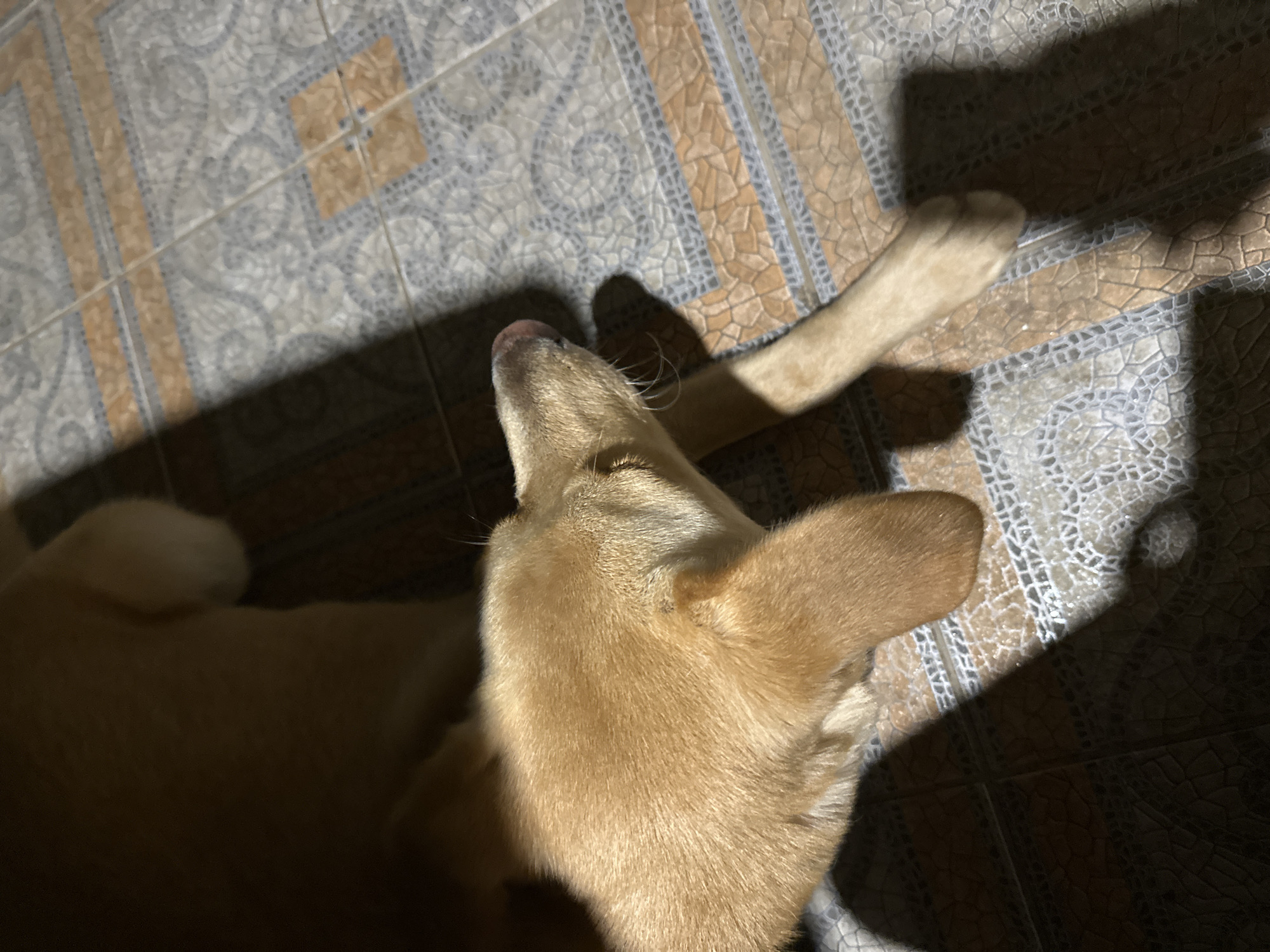 A light-brown dog is lying on a tiled floor. The dog's head is to the right, with its nose and a paw visible. The tiles are patterned with orange, grey, and white squares. Shadows are cast across the floor from an unseen light source. The scene is not located in the city of Sochi, Russia.