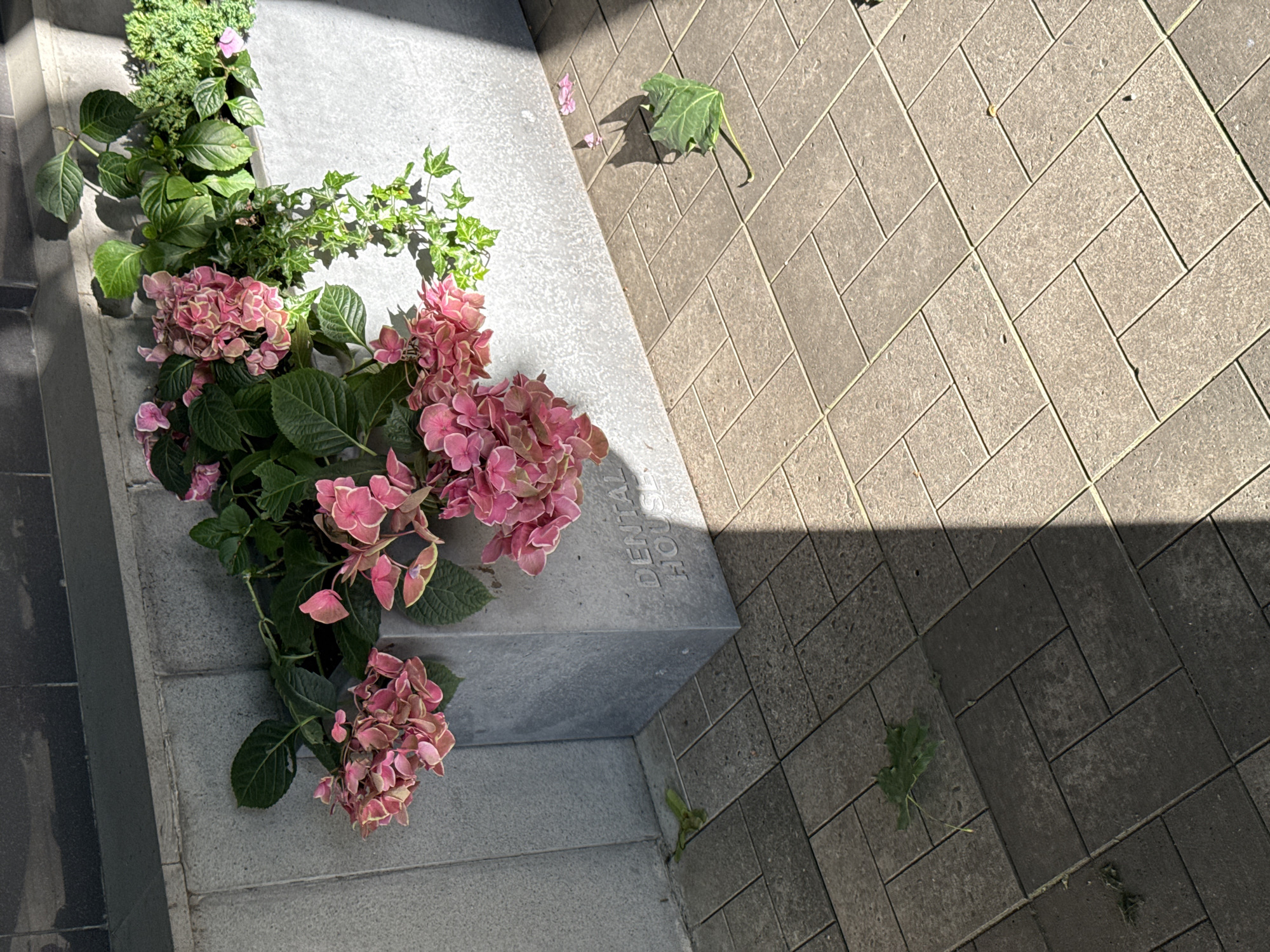 A rectangular concrete planter filled with pink hydrangeas and green foliage sits on a paved sidewalk. The planter has the words "DENTAL HOUSE" embossed on one side. A shadow from a building or structure falls across the planter and the sidewalk, which is made of interlocking rectangular pavers. Scattered leaves are visible on the sidewalk. The image is taken from a slightly elevated perspective, looking down at the planter and the ground. There are no people or animals visible in the scene. The location is Assinovskaya, Russia.