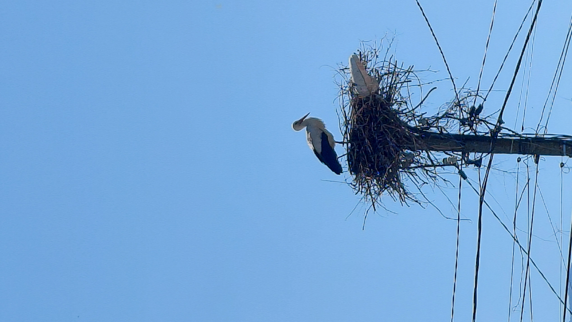 A low-angle shot shows a large bird nest atop a wooden utility pole. Wires run along the pole and into the sky. Two birds, one outside of the nest and one inside, are visible. The sky is light blue. The location is Unknown, Unknown.