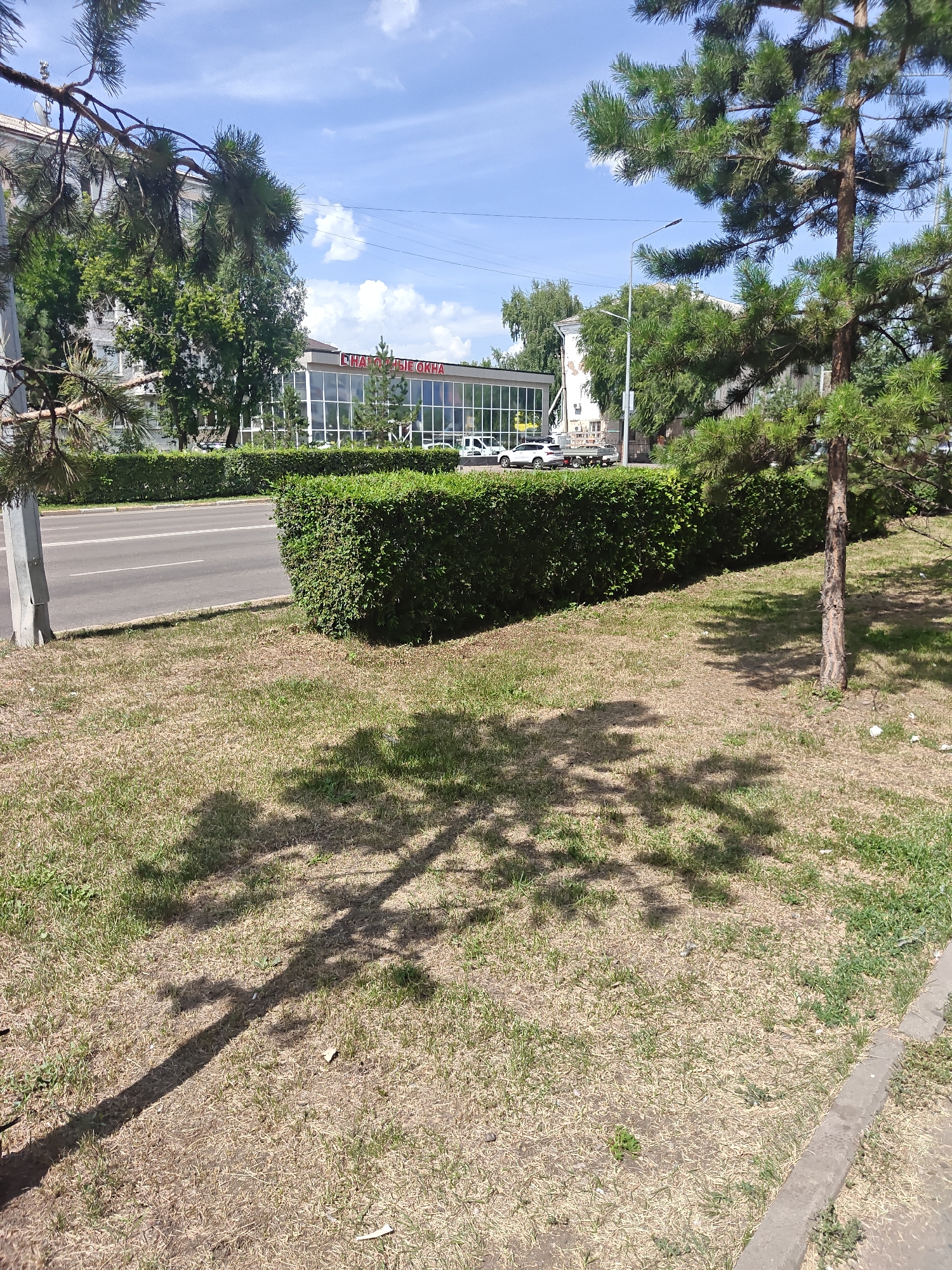 A sunny, daytime street view in Petropavl, Kazakhstan, shows a row of green hedges separating a road from a grassy area. A building with large windows and red lettering reading "ОКНА" is visible behind the hedges. Several cars are parked in front of the building, including a white sedan and a white van. A street lamp stands to the left of the building. The grassy area in the foreground is sparsely covered with dry grass and exhibits the dappled shadow of a pine tree. Another pine tree is situated to the right of the frame, and branches of a pine tree extend into the upper left corner. The sky is blue with scattered white clouds.