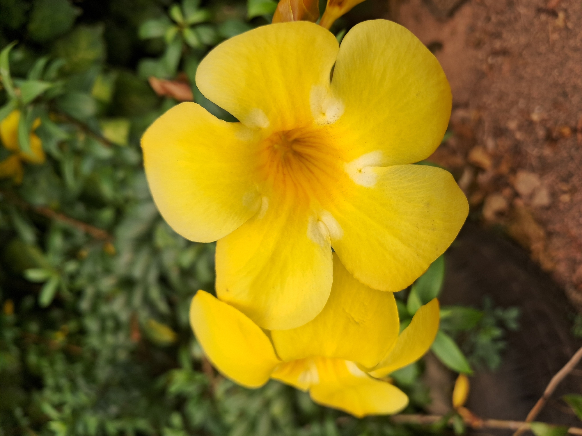 The image shows a close-up view of two yellow allamanda flowers in focus, with a blurred background of green foliage and brown soil. The flowers are trumpet-shaped with five petals each, and the center of the larger flower displays intricate yellow and orange veining. Some small white spots are visible on the petals. The flowers appear to be growing on a plant, likely outdoors, given the natural setting. There is no indication of the specific location within Mempawah, Indonesia, beyond the general context of it being a place where such flowers might grow. The scene is static and peaceful, with no people or animals present. The lighting suggests it is daytime, possibly with diffused sunlight.