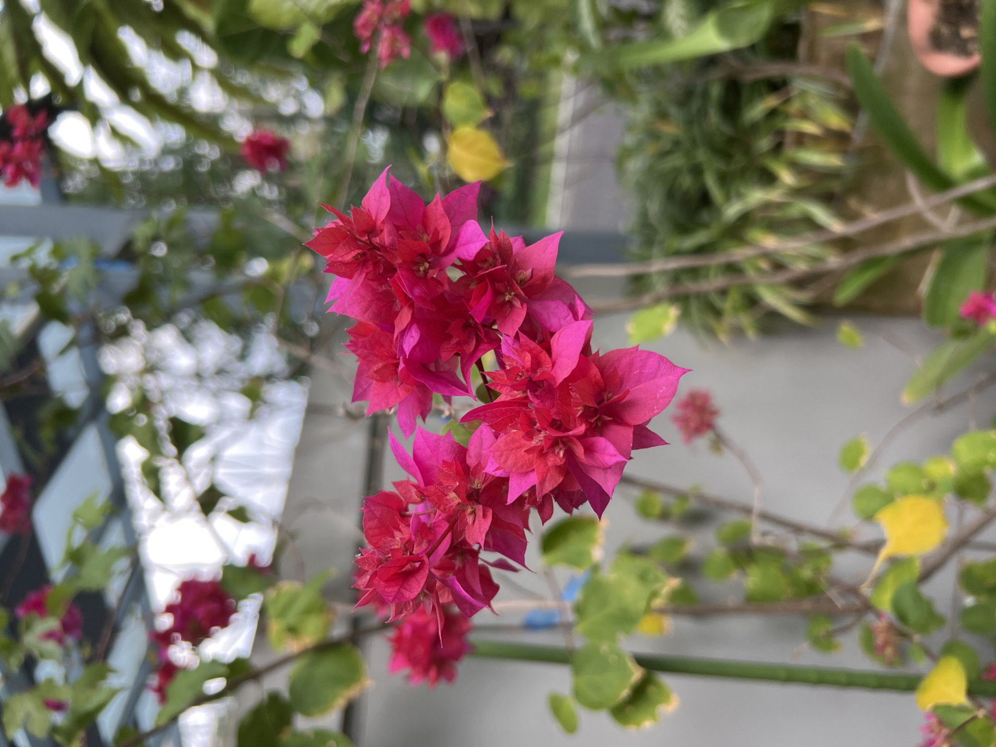 A close-up, vertical shot captures a cluster of vibrant pink bougainvillea flowers in bloom. The flowers are the primary subject, with their delicate petals and intricate structures sharply in focus. They are positioned in the foreground, dominating the central and right portions of the frame. Surrounding the flowers is a soft-focus background, revealing lush green foliage, glimpses of a gray wall, and a textured surface that appears to be a rooftop or pergola structure. The lighting is natural, creating subtle highlights and shadows on the petals. The overall impression is one of natural beauty and tranquility, with the bougainvillea plant appearing healthy and well-maintained. The image was taken in Ngaglik, Indonesia, suggesting a tropical or subtropical climate where such flowers thrive.