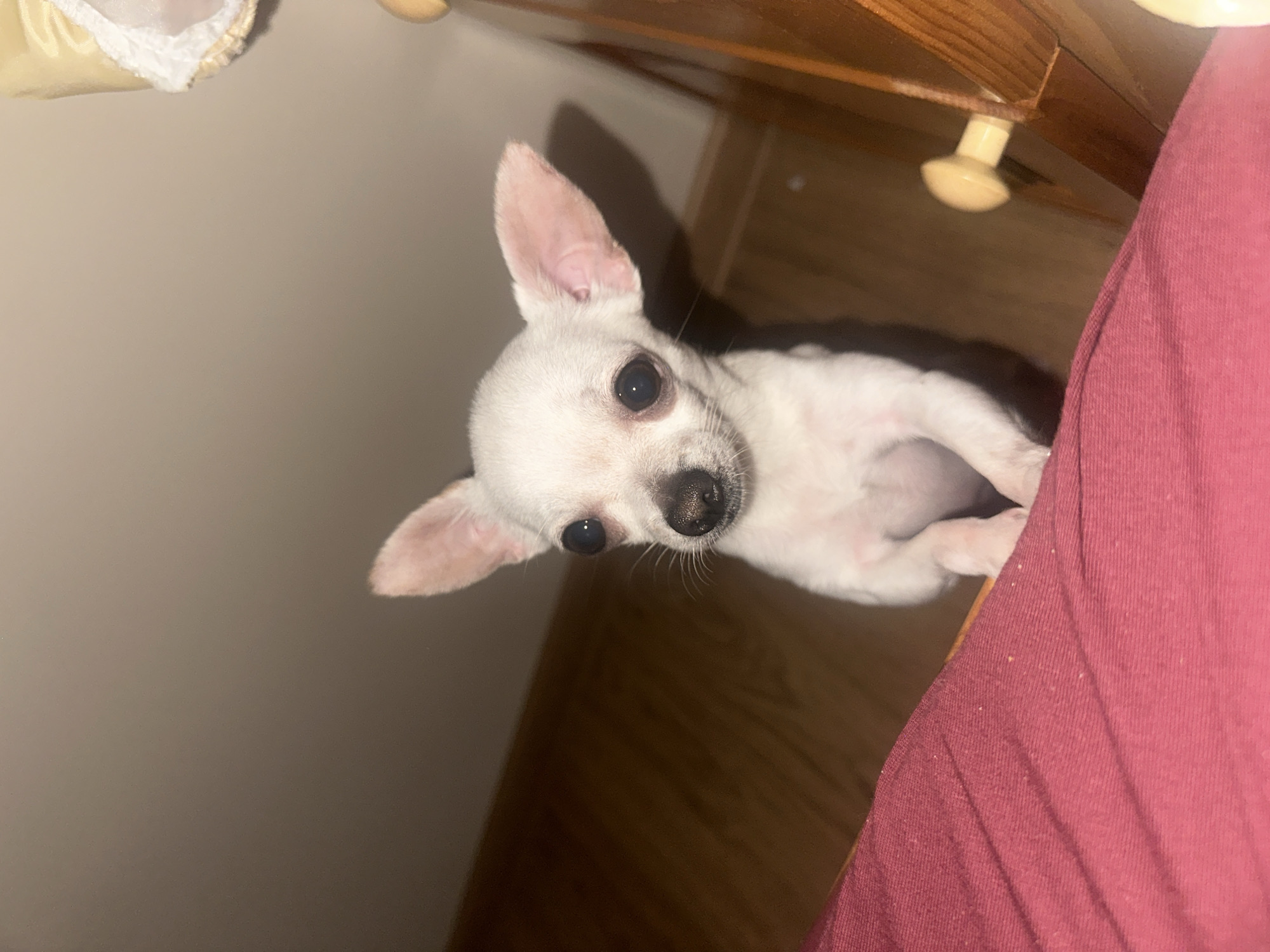 The image displays a small, white, short-haired Chihuahua dog positioned centrally, standing on its hind legs with its front paws resting on a dark red fabric surface. The dog has large, dark, round eyes, a black nose, and erect, prominent ears. It faces directly towards the viewer. To the immediate right of the dog, a light brown wooden furniture piece is visible, featuring a round, light-colored knob. The background consists of a plain, light beige wall above a section of dark brown wooden flooring. A small portion of a yellow or cream-colored fabric with white lace trim is visible in the upper right corner. The environment is an interior room; no specific visual identifiers for the city of Chubra, Bulgaria, are present in the image.