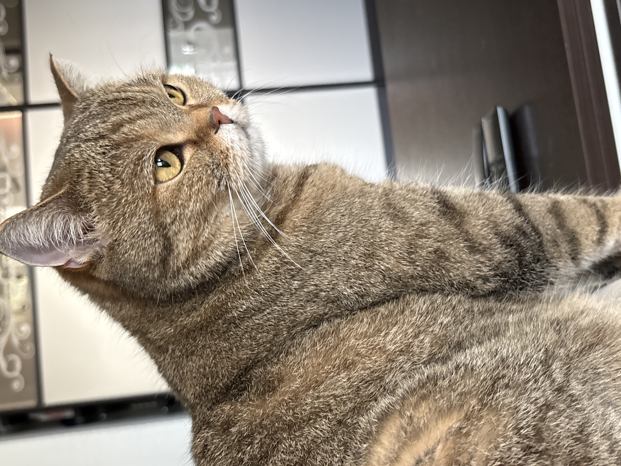 A close-up, side-profile shot shows a tabby cat with amber eyes looking to the right. The cat's fur is a mix of brown, gray, and black stripes. Its whiskers are long and white. The cat is positioned on a dark, reflective surface, possibly a table or countertop. In the blurred background, there is a white wall with a decorative pattern and a dark vertical object. The scene is indoors and the lighting appears natural, suggesting it may be daytime. The cat's pose suggests it is alert and observing something outside the frame. There is no discernible information regarding the cat's location within Saint Petersburg, Russia.