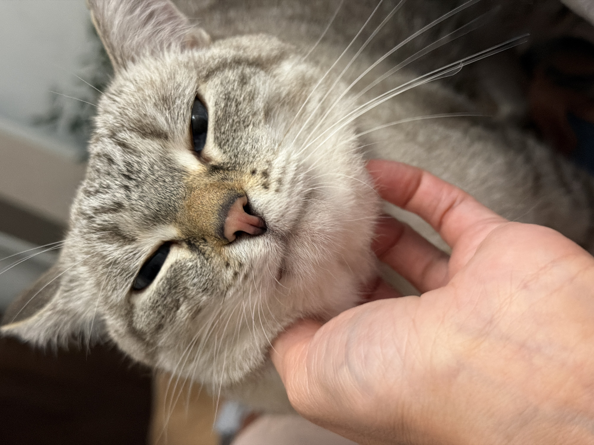 A close-up, slightly tilted shot shows a person's hand gently stroking the chin of a light gray tabby cat. The cat's face is the primary focus, with its large, dark blue eyes partially closed, conveying a sense of contentment. Its fur is a mix of gray and brown tabby markings, with prominent white whiskers fanning out from its muzzle. The cat's pink nose is also visible. The hand is positioned on the left side of the frame, with the fingers softly touching the cat's chin and jawline. The background is softly blurred, showing hints of a light-colored wall or furniture and a darker area suggesting a room interior. The lighting appears to be indoor ambient light, with no strong shadows or specific time of day indicated. The overall mood is peaceful and intimate, highlighting the bond between the person and the pet.