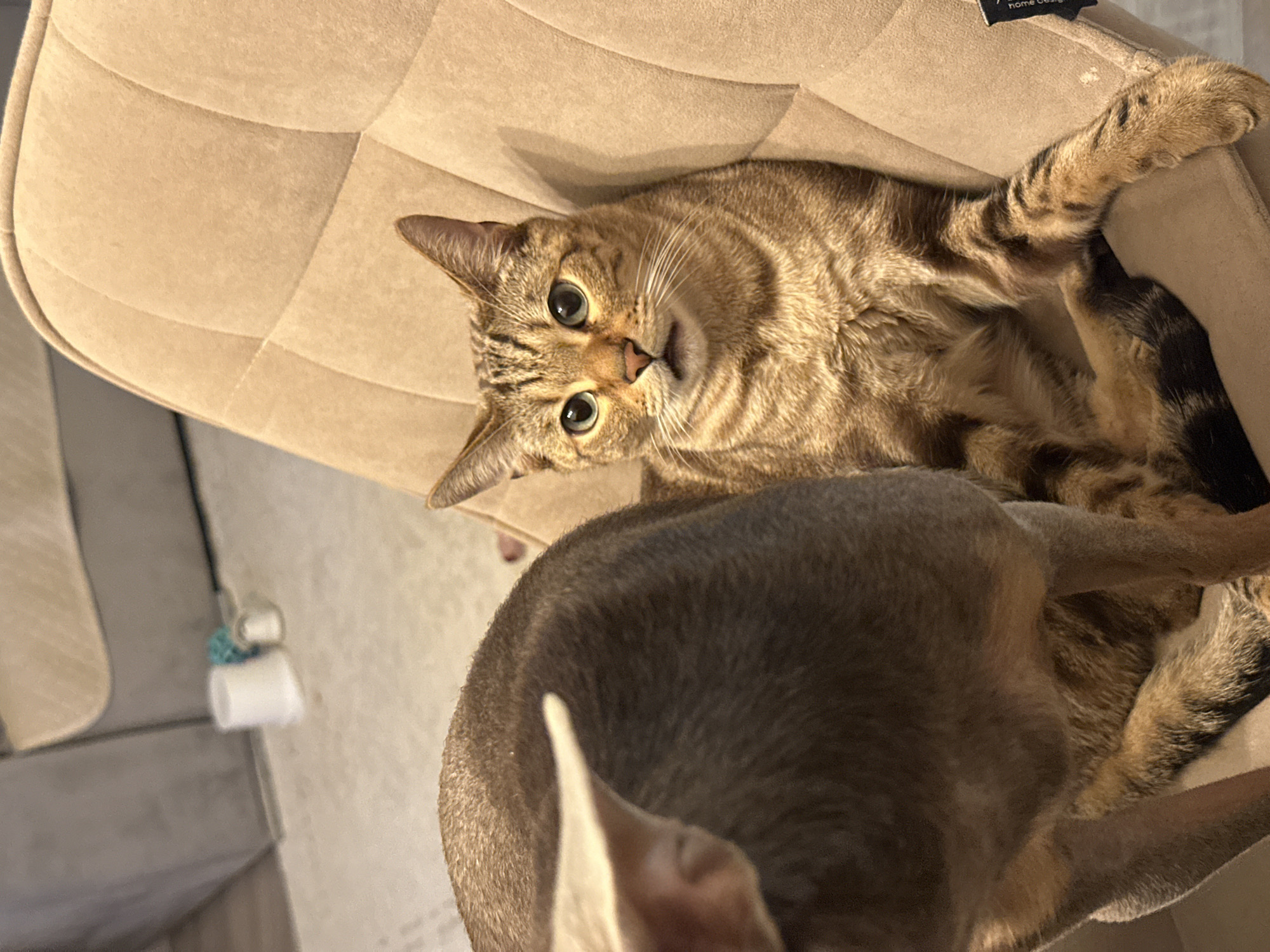 A tan-colored tabby cat with green eyes lies on a beige upholstered chair, gazing up at the camera. Partially obscuring the cat is a gray or blue-gray dog, with only its head and part of its back visible in the foreground. The scene appears to be indoors, with a wall and some furniture visible in the blurred background. The exact location in Chaikovsky, Russia, cannot be determined from the image.