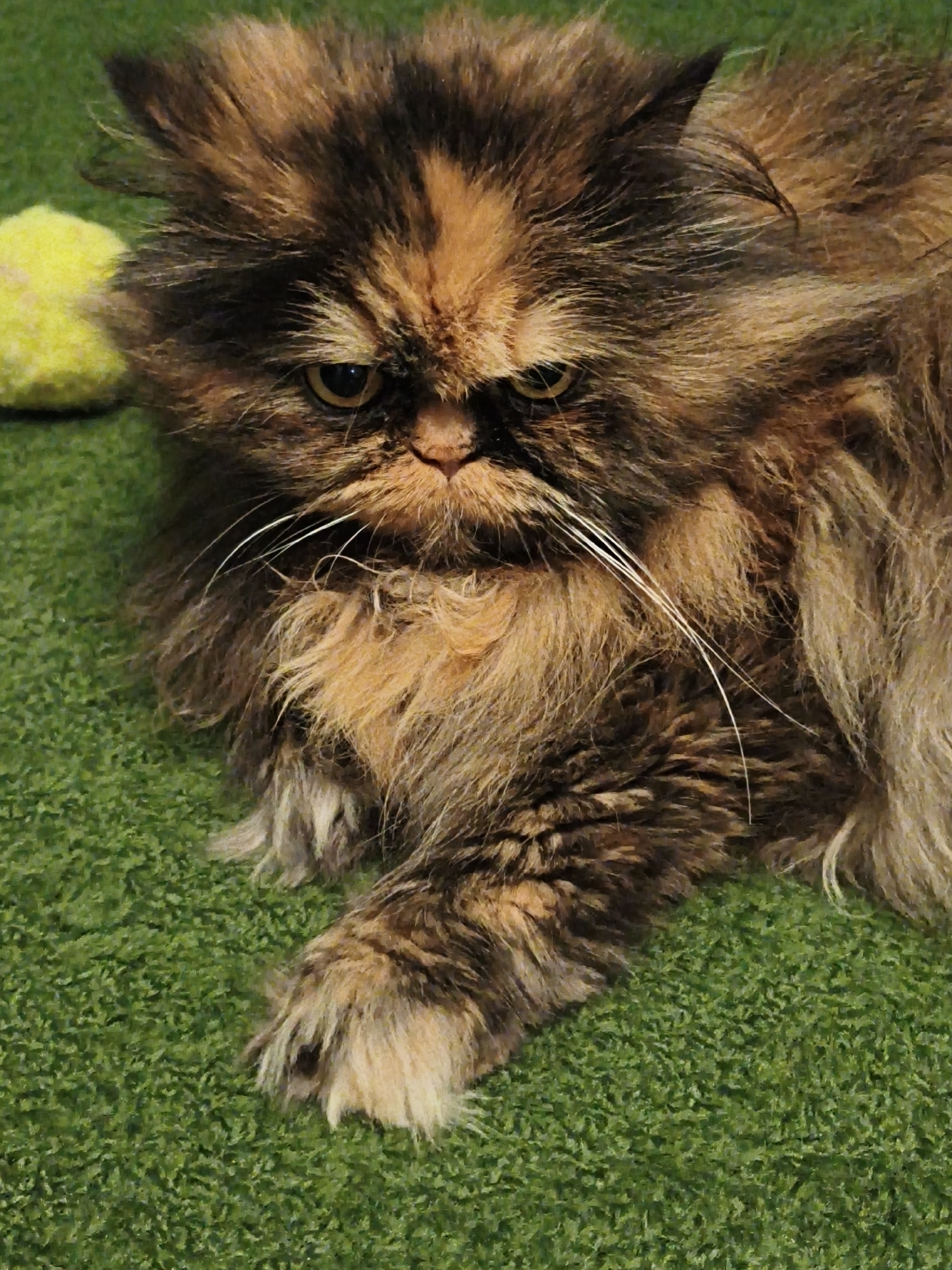 An extreme close-up shot shows a fluffy, long-haired Persian cat with a tortoiseshell coat lying on a green, artificial turf surface. The cat's face is centered in the frame, with its eyes looking forward and its mouth slightly open, revealing a portion of its tongue. A yellow, textured ball is visible in the upper left corner of the image, partially out of focus. The cat's front paw is extended forward, resting on the turf. The lighting appears to be indoor.