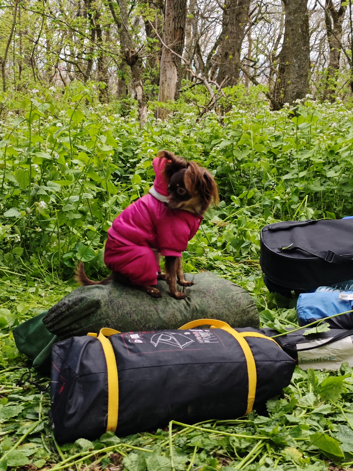 A small, long-haired brown dog wearing a bright pink padded winter suit is the central subject of this image. The dog is perched on a camouflage-patterned inflatable sleeping pad or similar piece of gear. Beside it are several bags of what appears to be camping equipment, including a large black bag with prominent yellow straps and an illustration of a tent, another black bag, and a blue cylindrical bag.
The scene is set outdoors in a lush, green forest or woodland, likely in Ostrogorka, Russia. The ground is thickly covered with vibrant green foliage interspersed with numerous small white wildflowers, suggesting springtime. In the background, several deciduous trees stand with mostly bare branches or early leaf buds, reinforcing the impression of an early spring environment. The lighting appears soft and even, suggesting an overcast day or deep shade within the forest.
The dog is sitting calmly, looking slightly to its right, as if observing its surroundings. The overall activity depicted is a break during an outdoor excursion, such as camping or hiking, given the presence of the dog in protective gear and the various bags of equipment.
Notable details include the bright pink of the dog's suit, which stands out against the natural greens and browns. On the black bag with yellow straps, a white outline drawing of a tent is visible along with some faint, illegible text. On a small, light-colored paper tag attached to one of the other bags, the Cyrillic word "БоНюк" (Bonjuk) is clearly written. The atmosphere is one of peaceful outdoor activity.