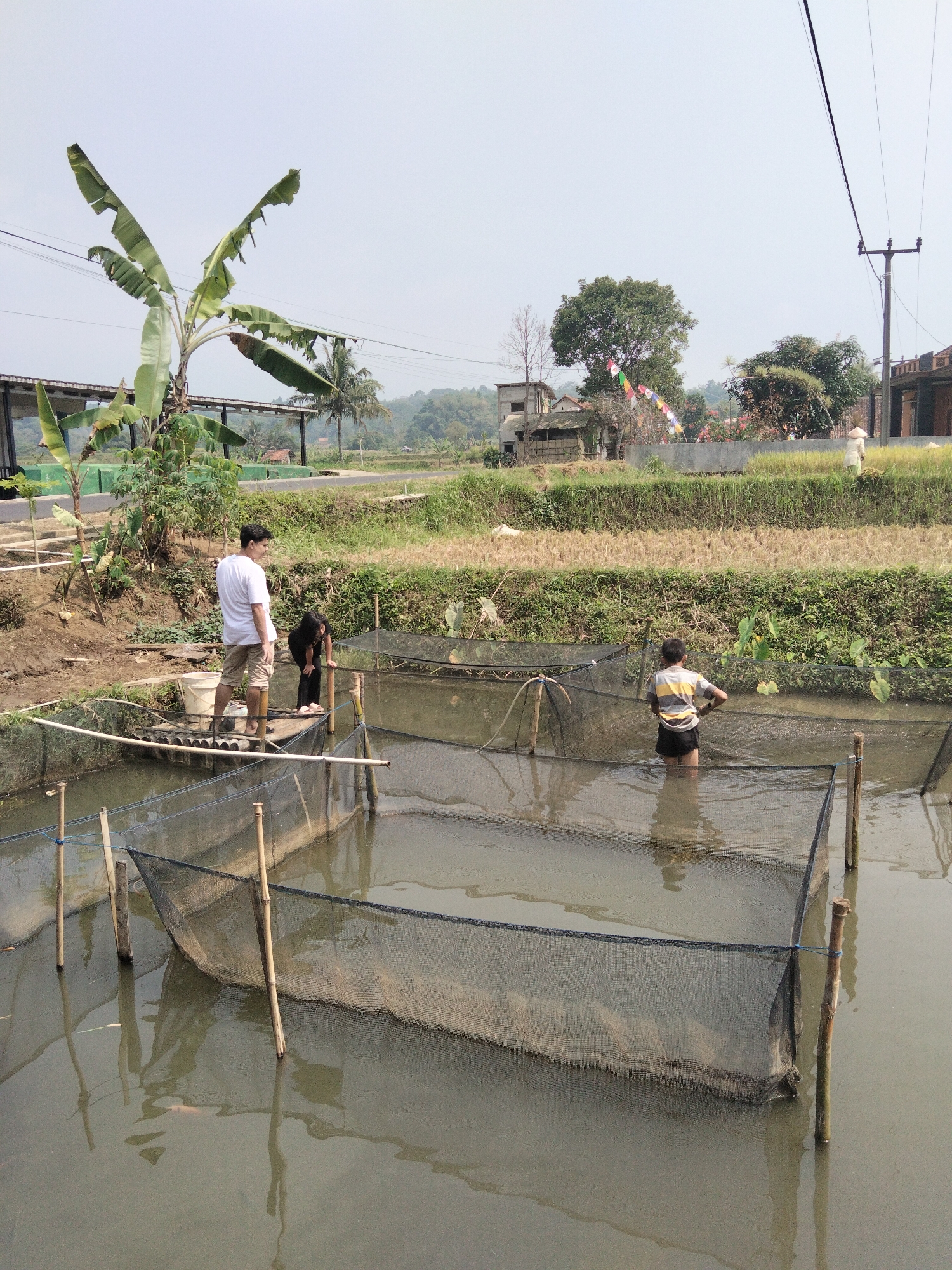 The image depicts an outdoor scene near Cikadu, Indonesia, likely a fish farm. In the foreground, several rectangular nets are submerged in murky water, supported by bamboo poles. Two individuals are visible near the nets. One person, wearing a white t-shirt and light-colored shorts, stands on a wooden platform at the edge of the water. Another person, wearing black, is crouched down at the edge of a net, appearing to tend to it. Further back, a young person in a striped t-shirt and dark shorts stands in the water, holding what seems to be a fishing net or tool. The background shows a landscape with rice paddies, lush green vegetation, trees, and some buildings, suggesting a rural or semi-rural setting. A banana tree is prominent on the left side of the image. The sky is overcast.