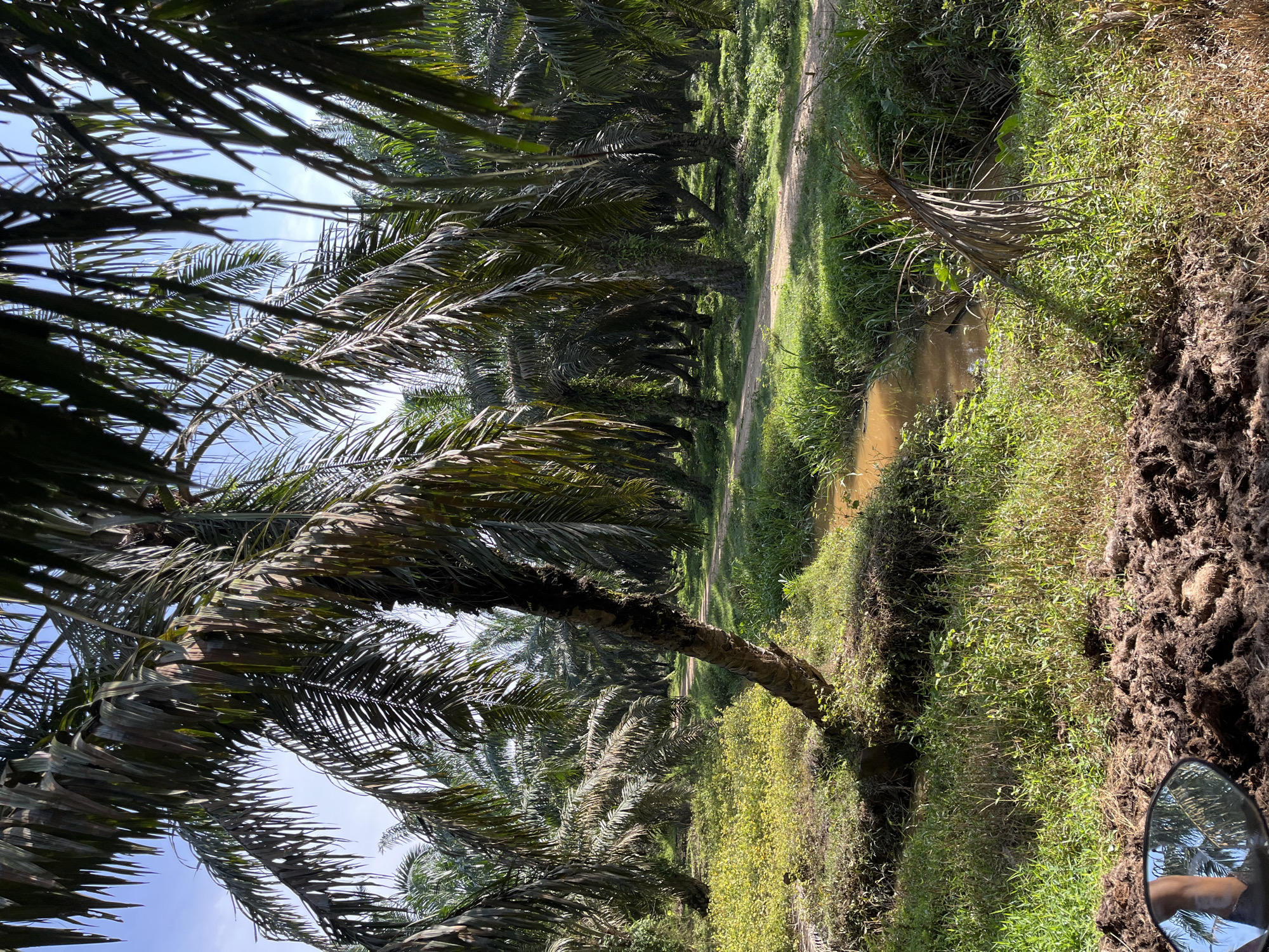 A sunny outdoor scene depicts a palm oil plantation in Jamurlabu, Indonesia. In the foreground, a motorcycle mirror reflects a person's legs and the sky. A dirt path curves through the plantation, bordered by lush green grass and a shallow, muddy stream. Tall palm trees, laden with fronds, create a dense canopy, with some trunks leaning at angles. Sunlight filters through the leaves, casting dappled shadows on the ground. The overall impression is one of a rural agricultural landscape.