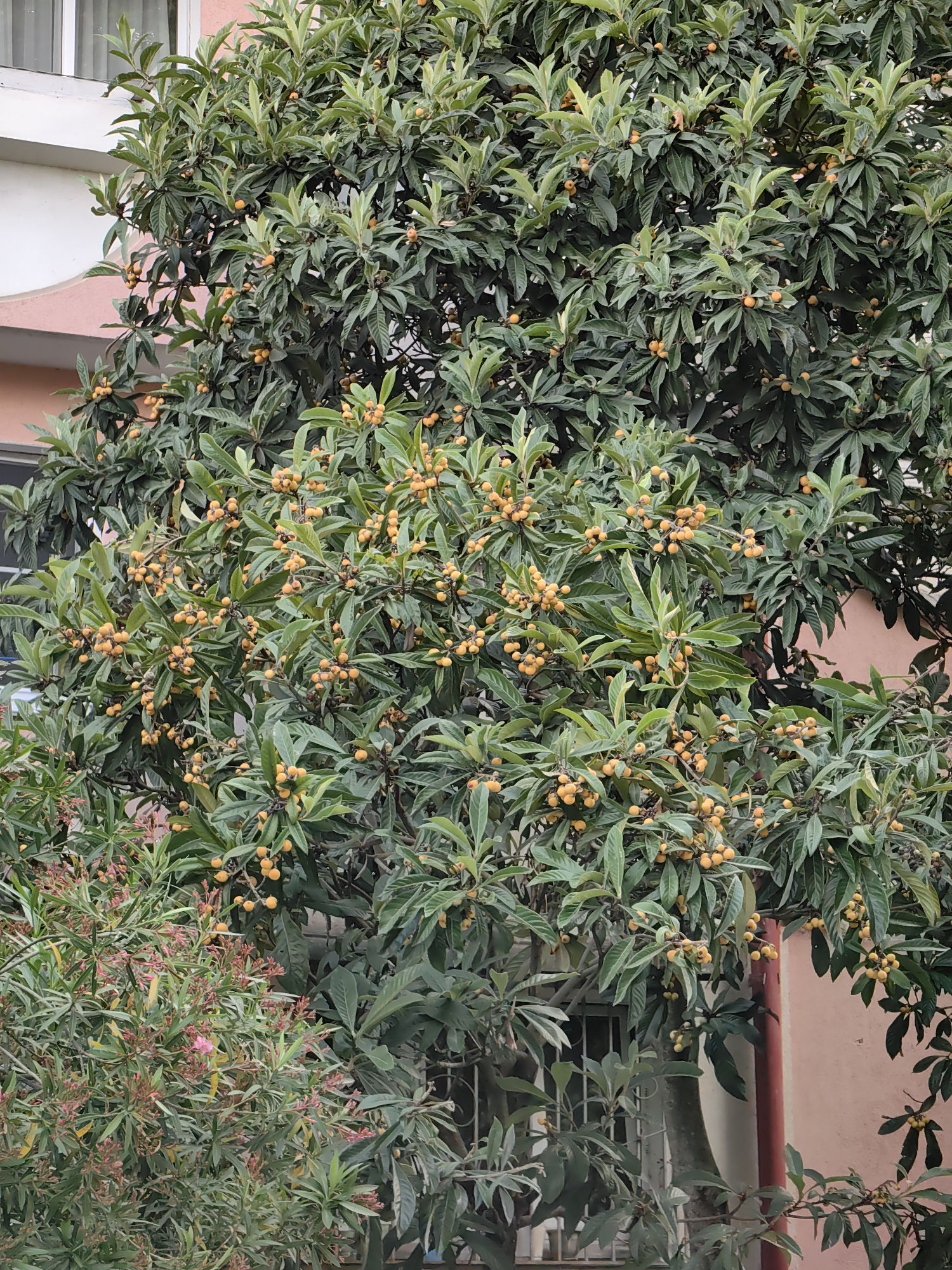 This media file captures a close-up view of a loquat tree laden with ripe, yellow-orange fruit. The tree is dense with glossy, dark green leaves, and clusters of the small, round fruits are visible throughout its branches. In the background, a light pink building with a white window frame is partially visible, suggesting an urban or suburban setting. The lighting appears to be natural daylight, with no strong shadows, indicating it could be a moderately overcast day or a time of day when the sun is not directly overhead. The image is taken from a low-angle perspective, looking up into the foliage of the tree. The overall scene evokes a sense of abundance and the coming harvest season. There are no visible people or text in the image. The presence of loquats and the context of Sochi, Russia, places the scene in a region known for its subtropical climate where these fruits can thrive.