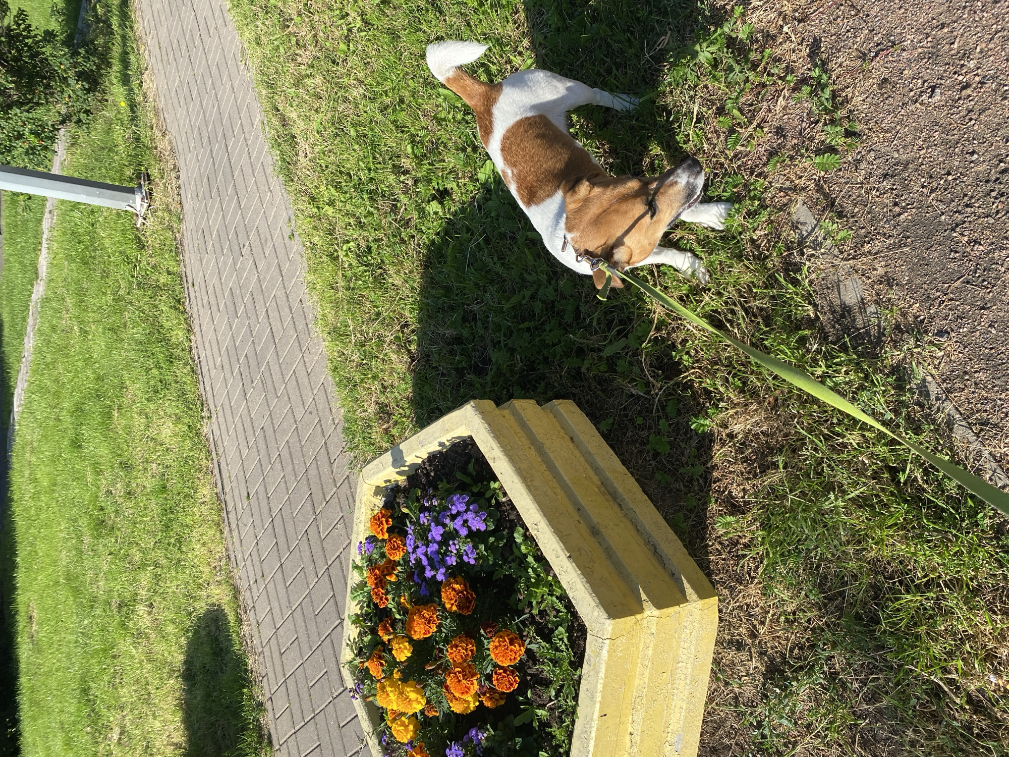 A small, brown and white dog with a green leash attached to its collar is standing on a patch of grass next to a hexagonal yellow planter filled with orange and purple flowers. The planter is situated on the grass, close to a paved walkway made of grey rectangular bricks. In the background, a larger area of green grass is visible, with a hint of a light-colored metal pole and some green foliage on the right side. The scene appears to be outdoors on a sunny day.
