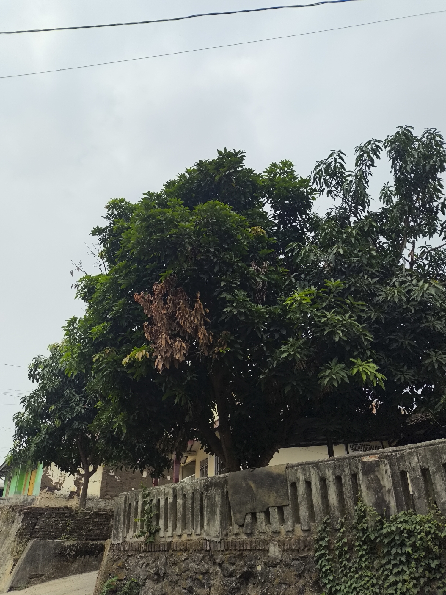 The image depicts a street scene in Cilegon, Indonesia, under an overcast sky. In the foreground, a stone wall runs horizontally across the frame, topped with a more modern, concrete barrier featuring vertical slats. Vegetation, including ivy, grows on and around the wall. Behind the wall, large trees with dense green foliage dominate the midground. One section of the tree on the left displays dry, brown leaves, suggesting a localized issue. Beyond the trees, the facades of several buildings are visible, with varying states of repair and color. The overall impression is one of a residential or semi-urban area with significant natural elements.