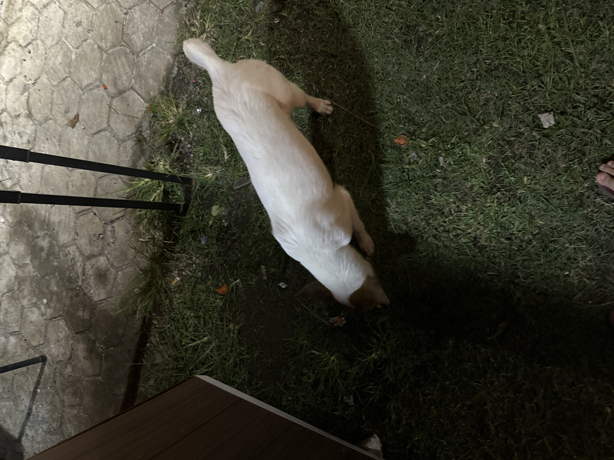 An overhead, dimly lit image captures a white-coated dog with brown markings on its head and ears, positioned on a patch of grass. The dog's head is tilted downwards, suggesting it is sniffing or observing something on the ground. To the left of the dog, hexagonal concrete paving stones are visible, partially illuminated. Two black metal bars, possibly part of a railing or gate, extend across the left side of the frame, casting shadows on the pavement.
In the top right corner, a person's bare foot, with pink-painted toenails, is partially visible on the grass. The scene is set at night, indicated by the low light conditions and distinct shadows. The grass and parts of the paving appear somewhat damp. A dark wooden or metal edge runs along the bottom of the image. The setting is an outdoor area, likely a backyard or side yard in Davao City, Philippines. There is no visible text.
