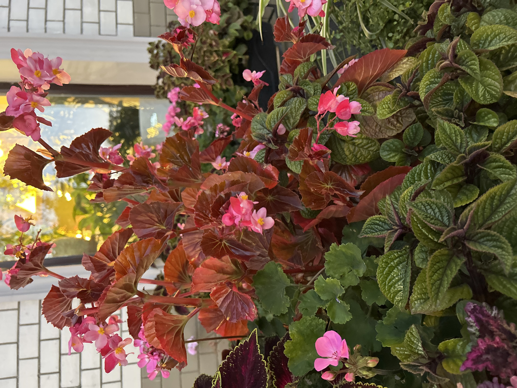 The image shows a close-up of a planter filled with a variety of flowering plants, primarily in shades of pink and deep red. The dominant plant in the foreground has large, glossy, deep red leaves with ruffled edges, and clusters of small, delicate pink flowers with yellow centers. Interspersed are plants with lush green, textured leaves. In the background, a white brick wall and a window with reflections of foliage and light are visible. The scene suggests an outdoor setting, possibly a balcony, patio, or garden area. There are no people or animals present. The lighting suggests it is daytime, with some warm light reflecting from the window. There are no identifiable landmarks or specific details to place this scene in Moscow, Russia.
