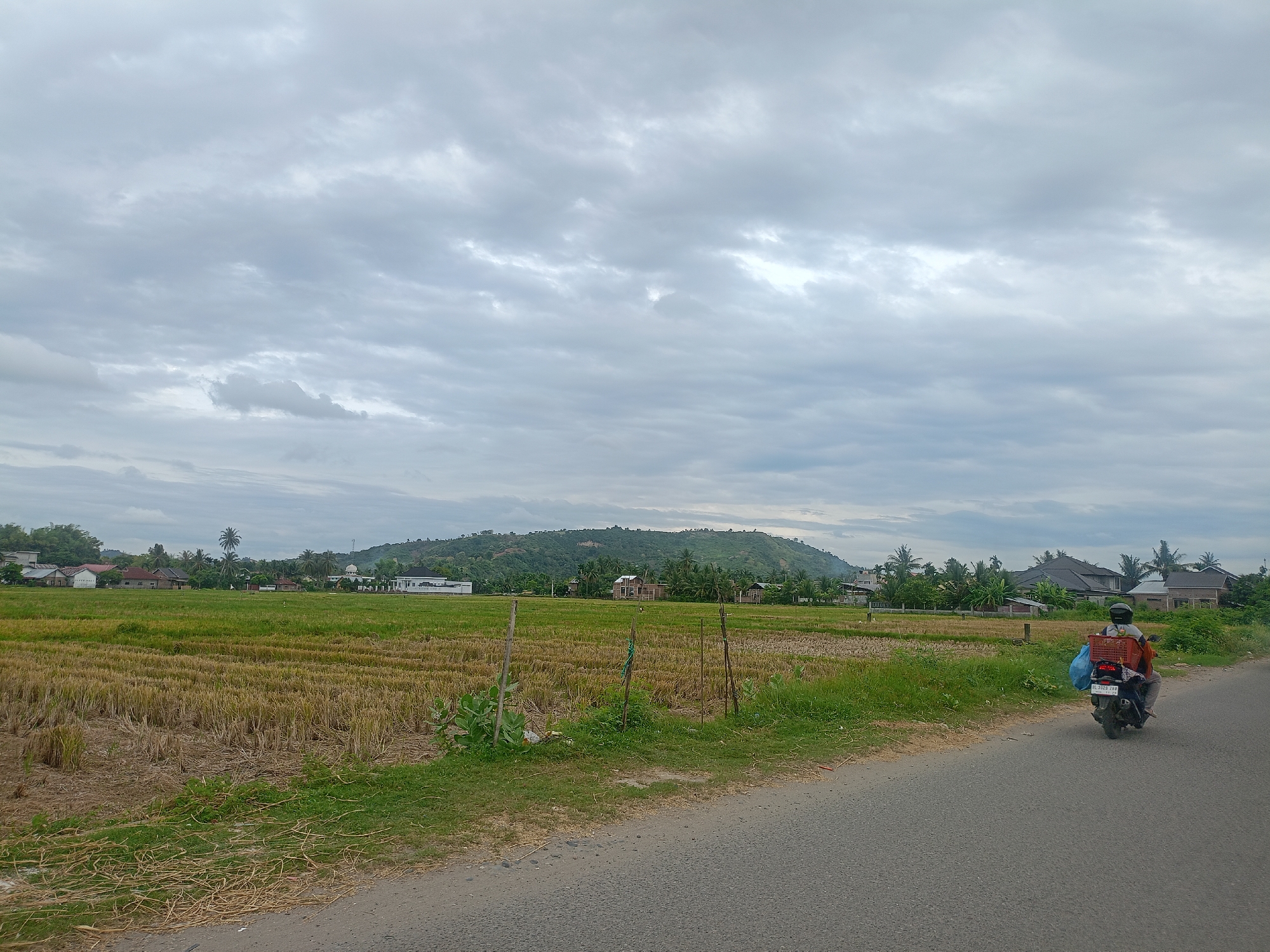 A rural scene in Bireuen, Indonesia under an overcast sky. The landscape features harvested rice fields with dried stalks dominating the foreground, transitioning to green rice plants further out. Sparse green foliage and wooden stakes are scattered throughout the field. In the background, a low, tree-covered hill rises behind a cluster of houses, some with visible roofs, and palm trees. A small white building with a dome can be seen amongst the houses. A paved road runs along the bottom right, where a person on a motorbike is traveling away from the viewer. The rider wears a helmet and carries a red crate and blue bag.
