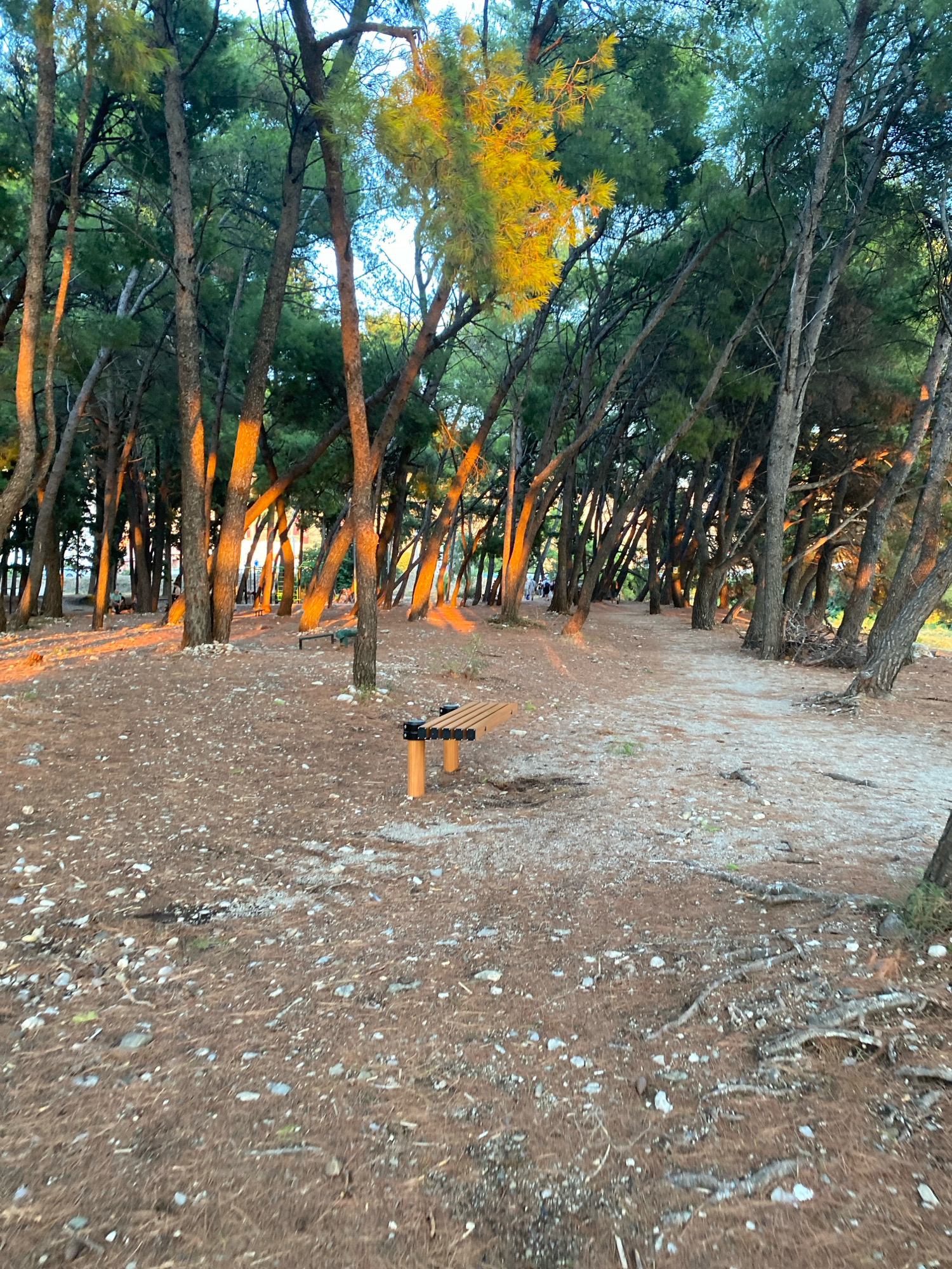 The image depicts a sandy and rocky path winding through a dense pine forest. The trees are tall and slender, with some angled branches creating a canopy overhead. Sunlight, tinged with orange from a low angle, illuminates portions of the tree trunks and the forest floor. The ground is covered in a mixture of dry pine needles, small white and grey stones, and exposed roots. In the foreground, a wooden bench with light-colored wooden slats and dark legs is visible on the right side. Further in the background, several people can be seen walking along the path, some of whom are partially obscured by the trees. In the far distance, there appears to be a playground structure with yellow supports and green netting, and a hint of residential buildings. The overall atmosphere suggests an outdoor recreational area in a coastal environment, consistent with areas around Bar, Montenegro, possibly near the coastline or within a park.