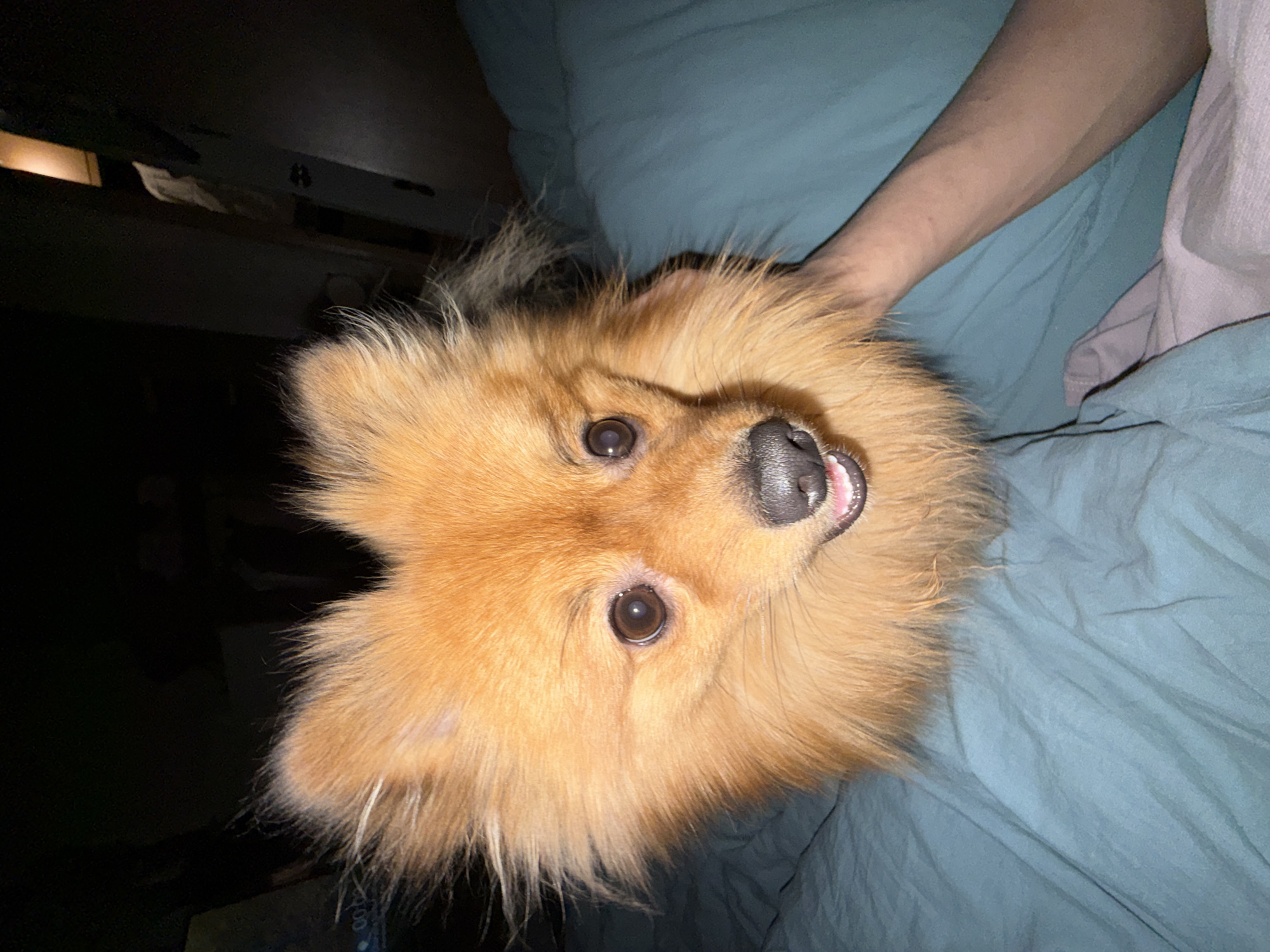 A close-up, indoor shot shows a light orange Pomeranian-type dog lying on a blue bed. A person's arm lies along the bed, near the dog. The dog's head is positioned facing the camera, tilted slightly upward and to the side. The dog appears to be panting or smiling. The background includes a dark area, potentially part of a bedside table or other furniture. There is no evidence to support that this photo was taken in Khimki, Russia.