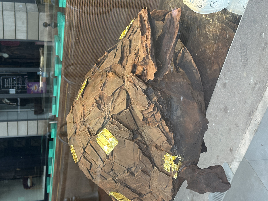 The image displays a large, dark brown, irregularly shaped chocolate sculpture, resembling a stylized turtle or tortoise shell, positioned within a glass display window in Saint-Germain-en-Laye, France. The sculpture's surface is heavily textured, composed of numerous rough, interlocking chocolate segments, some adorned with small, irregular patches of bright gold foil. A distinct, flattened projection extends from the right side, suggesting a head, while a smaller, rounded mass on the left indicates a tail.
Through the display glass, the background reveals the interior of a commercial establishment, featuring several horizontal, light turquoise display shelves. Reflections on the glass superimpose elements of the exterior urban environment, including a blurred view of a concrete sidewalk and asphalt street in the lower portion. Further reflections in the upper background suggest a building facade with windows. To the immediate right of the chocolate sculpture, a partial view of a white object with dark, abstract markings is visible, also behind the display glass. No human figures are clearly discernible, either directly or as reflections. The scene is static, illuminated by ambient daylight mixed with interior lighting.