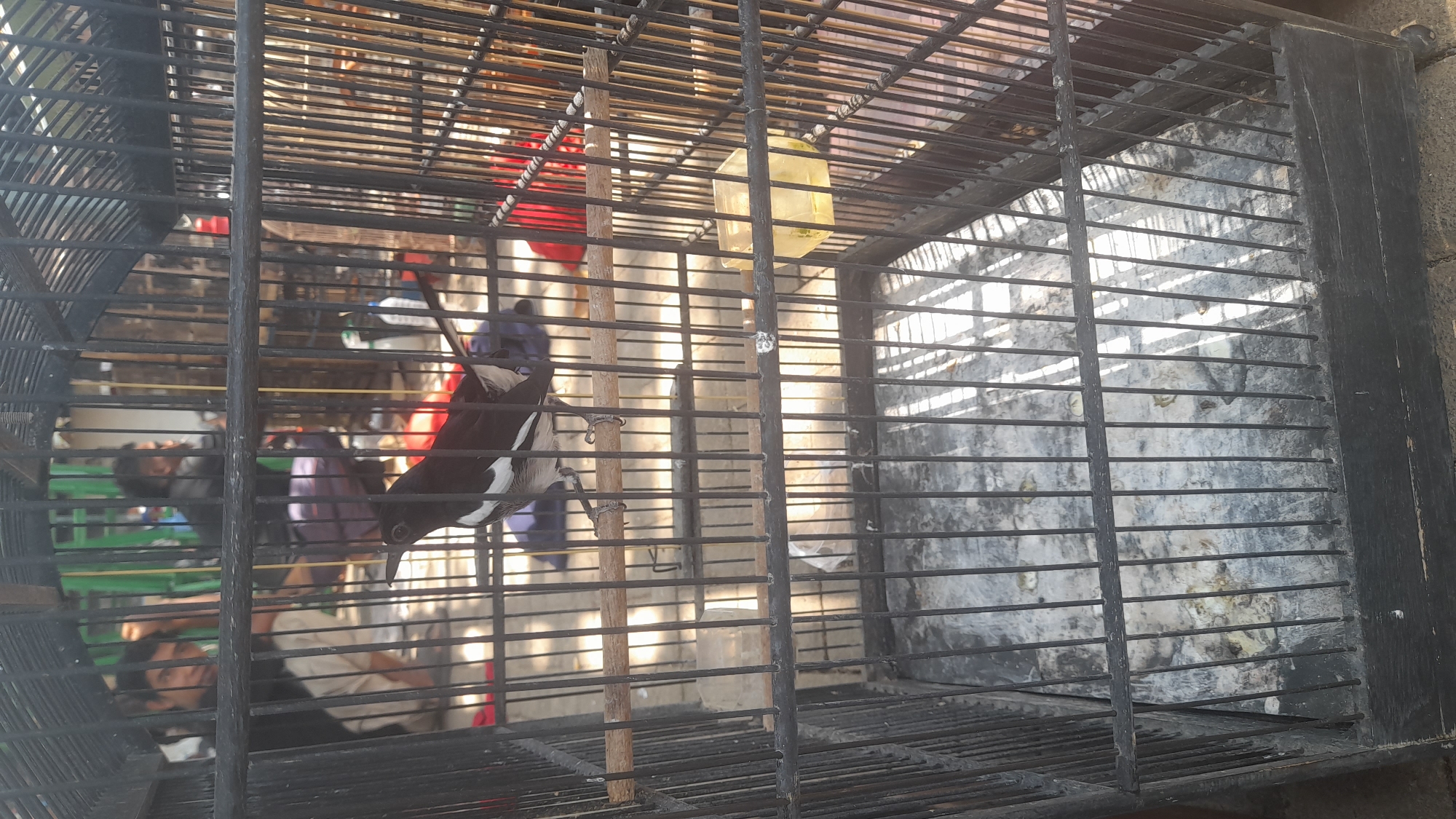 In Pekalongan, Indonesia, a black metal birdcage with a wooden base stands on a paved surface. Inside the cage, a black and white bird with a long tail perches on a wooden dowel. The cage floor is covered in debris. In the background, blurred figures of people are visible, some crouching. The scene appears to be outdoors, possibly at a market or an outdoor event, with sunlight casting shadows through the cage bars.