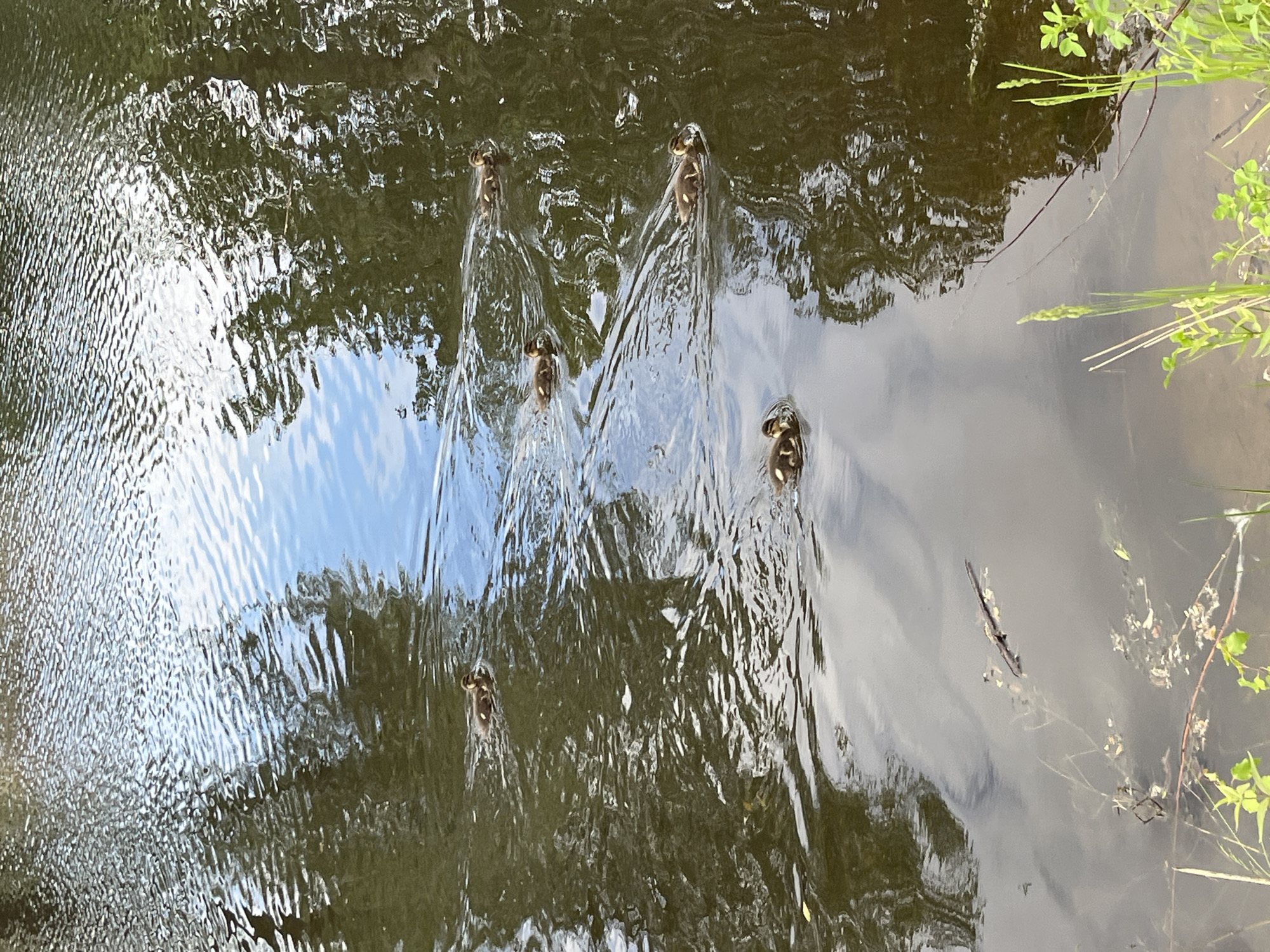 Five ducklings are swimming in a body of water. The ducklings are brown and yellow and are swimming in a line. The water is dark brown and reflects the trees on the bank. The image was taken on the Kama River embankment in the city of Chaikovsky, Russia.