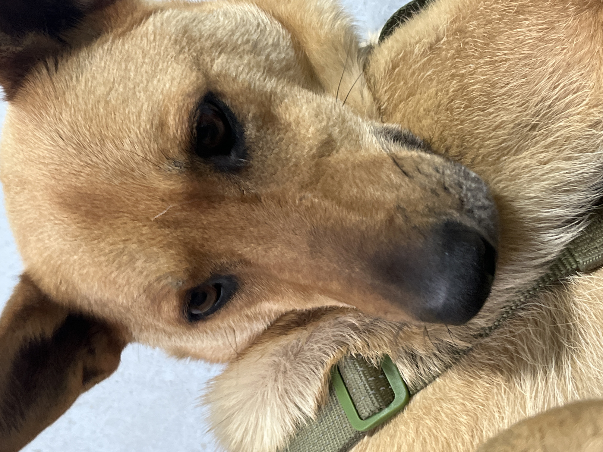 The close-up media file shows a tan-colored dog resting, with its head partially obscured by its paw. The dog's fur is a mix of light and dark tan. Its eyes are dark brown, and one eye is clearly visible, while the other is partially hidden. The dog is wearing a green collar with a buckle. The background is a light, neutral color, possibly a blanket or surface. The lighting appears to be soft, suggesting it might be indoors or under an overcast sky. The dog appears relaxed or sleepy. There is no visible text in the image.