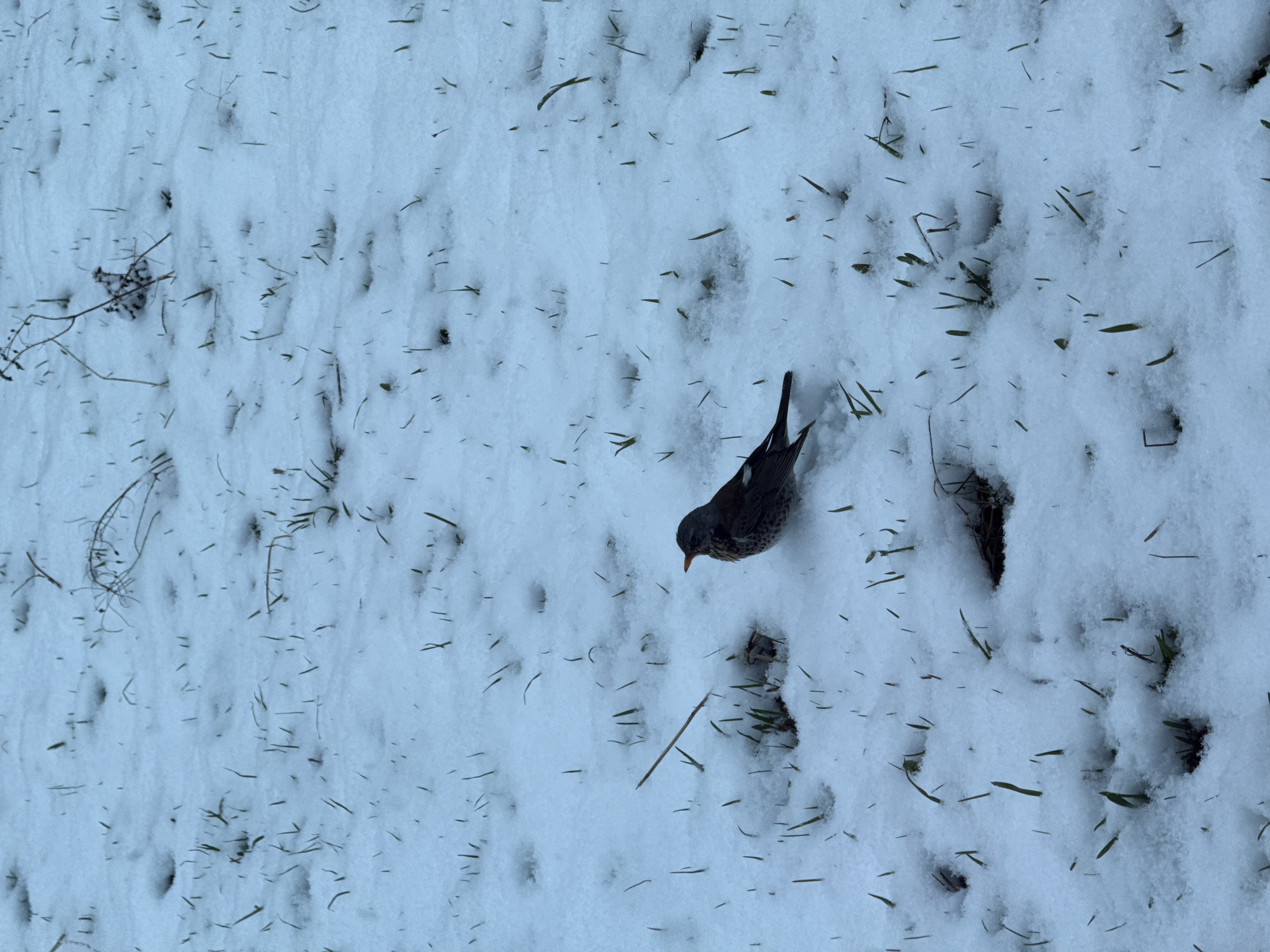 A bird is standing in a field of snow in Perm, Russia. The bird has dark gray plumage, and its head is tilted downward. The snow covers the ground, with occasional blades of grass or debris poking through. Footprints are visible in the snow.