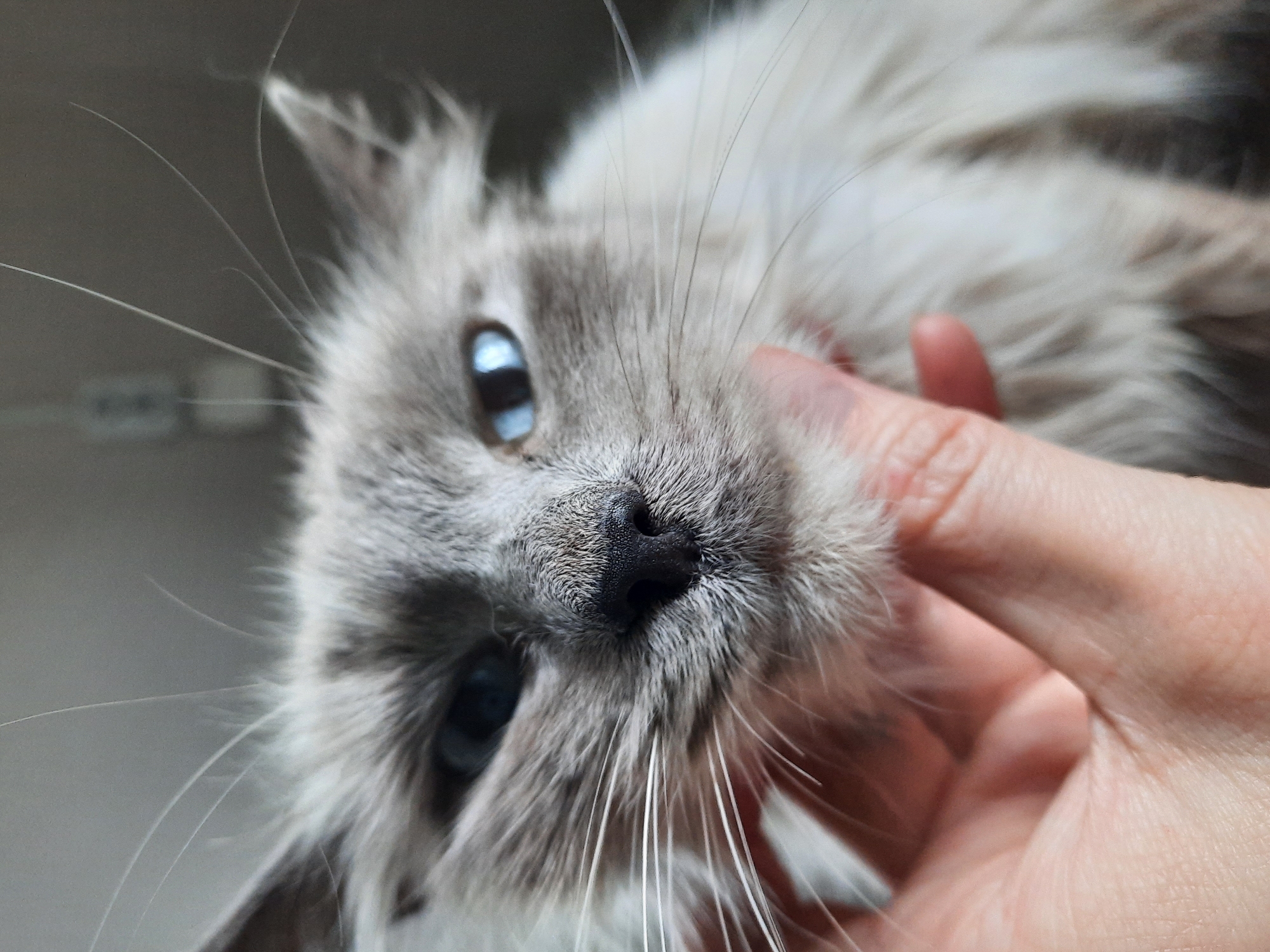 A close-up shot features a light grey and white cat with striking blue eyes. The cat's nose is dark and prominent amidst its white whiskers. A human hand is visible, gently touching the cat's cheek. The background is a soft, muted grey, out of focus. No elements in the image indicate a location in Krasnogorskoye, Russia. The focus is entirely on the cat and the interaction with the human hand.