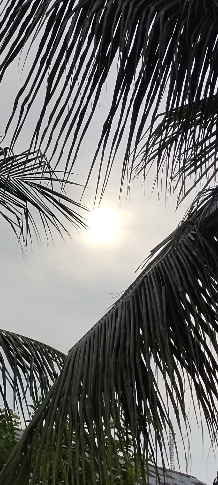 The image shows a close-up of dark green palm fronds against a bright, hazy sky with the sun visible as a white disc. The fronds are densely packed and hang diagonally across the frame, obscuring much of the background. The sun is positioned in the upper-middle section of the image. In the lower part of the frame, hints of greenery and a tall, slender structure resembling a transmission tower can be seen peeking through the fronds. The overall impression is one of a tropical, possibly overcast day, with the sun attempting to break through the haze. The location context of Lhokseumawe, Indonesia, suggests a warm, humid climate where palm trees are common. No people or specific activities are depicted. The lighting suggests it is daytime, possibly late morning or early afternoon, given the position and intensity of the sun. The weather appears to be hazy or cloudy, diffusing the sunlight.