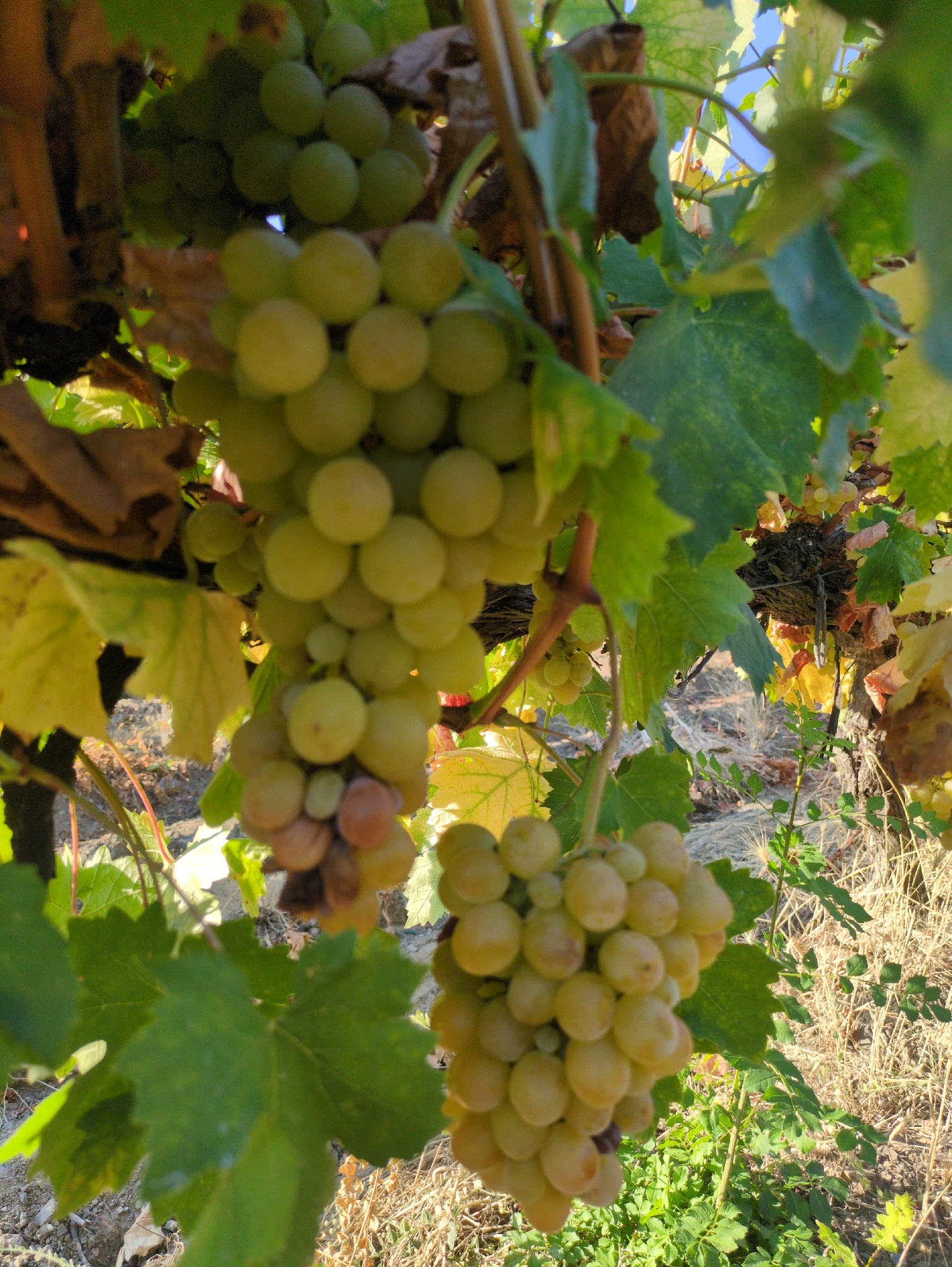 The image shows a close-up view of a bunch of ripe green grapes hanging from a vine. The grapes are clustered together, and some are tinged with a reddish-brown hue, suggesting they are fully mature. The vine has large, green leaves, some of which are starting to turn yellow, indicating the approach of autumn. The background is blurred, but appears to be a sun-drenched vineyard with dry grass and other vegetation. The lighting is bright, suggesting it is daytime. There are no people visible in the image. The scene is set outdoors in a natural environment, likely a vineyard.