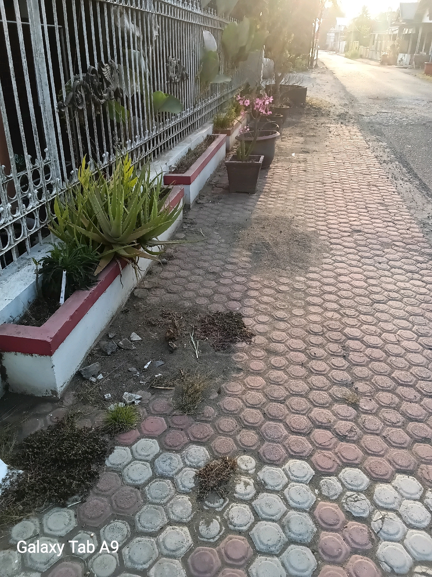 The image depicts a sidewalk with hexagonal pavers in the city of Ngulanwetan, Indonesia. The sidewalk is lined with planters and a decorative metal fence. In one planter, a large aloe vera plant is growing. Other plants, including pink flowers in pots, are visible further down the sidewalk. A street runs alongside the sidewalk, with houses and trees visible in the background. The lighting suggests it is early morning or late afternoon. There are no people or animals visible in the scene.
