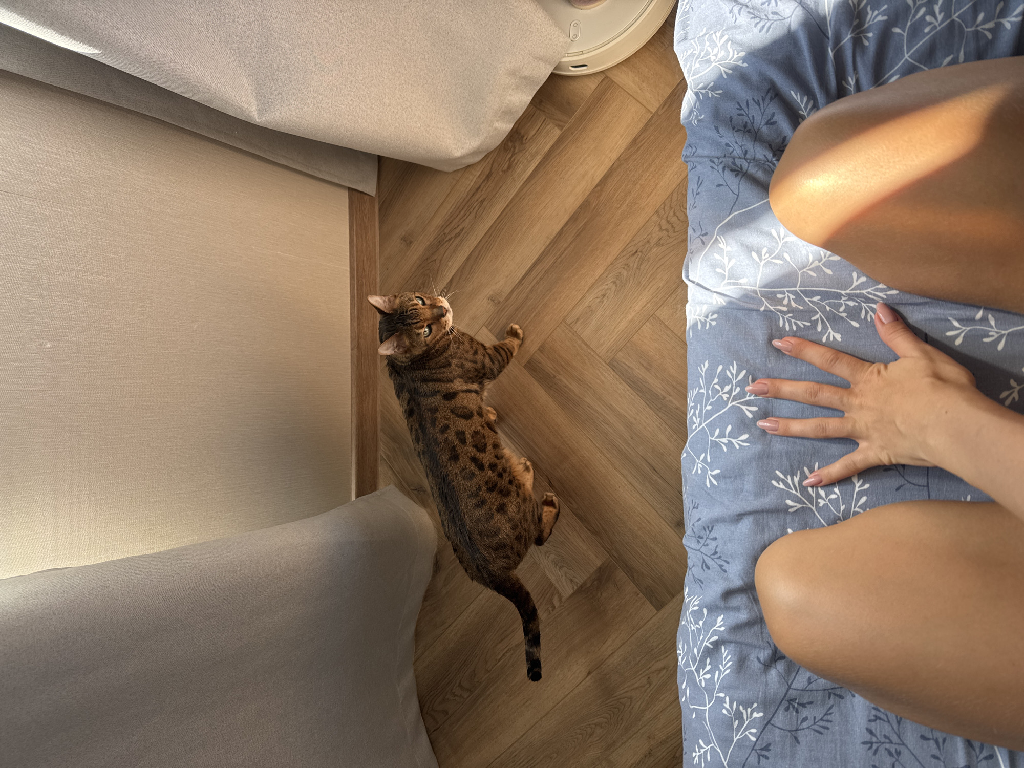 The image shows a top-down view of an indoor setting. A light brown, spotted cat is lying on a wooden floor between a light gray couch and a bed covered with a blue and white patterned bedsheet. Part of a person's legs and hand are visible on the bed. A white round object, possibly a robotic vacuum cleaner, is situated between the couch and the bed. The location is Unknown, Unknown.