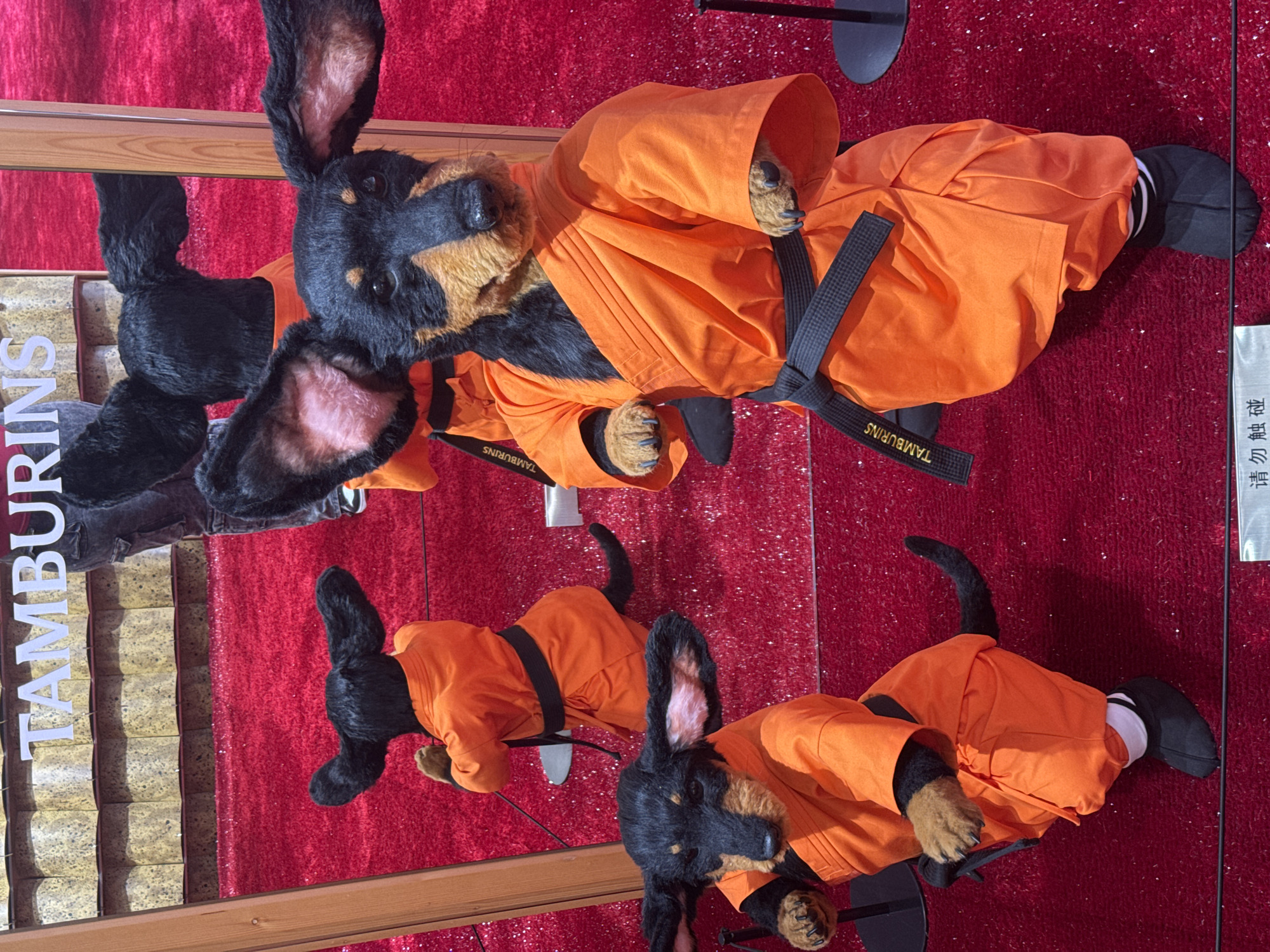 This is a photograph taken from a medium-high angle, looking down at a display of four life-sized stuffed dachshunds dressed in orange martial arts uniforms with black belts. The dogs are arranged in a staggered formation, with one in the foreground on the left, one in the center right, and two others further back. The dogs have black fur with tan markings on their faces and paws, and large, floppy ears. The uniforms are traditional gi-style outfits, pleated at the shoulders and cinched with black belts. The dog in the foreground on the left is facing left and down, with its paws held up in a defensive stance. The dog in the center right is facing forward and slightly to the right, also with its paws raised in a martial arts pose. The background consists of a red carpeted floor, and above the dogs, a sign reads "TAMBURINS" in white block letters. The overall scene appears to be a retail display, possibly in a store or exhibition. The image was taken in Shanghai, China, as evidenced by the Chinese characters on a sign at the bottom of the frame.