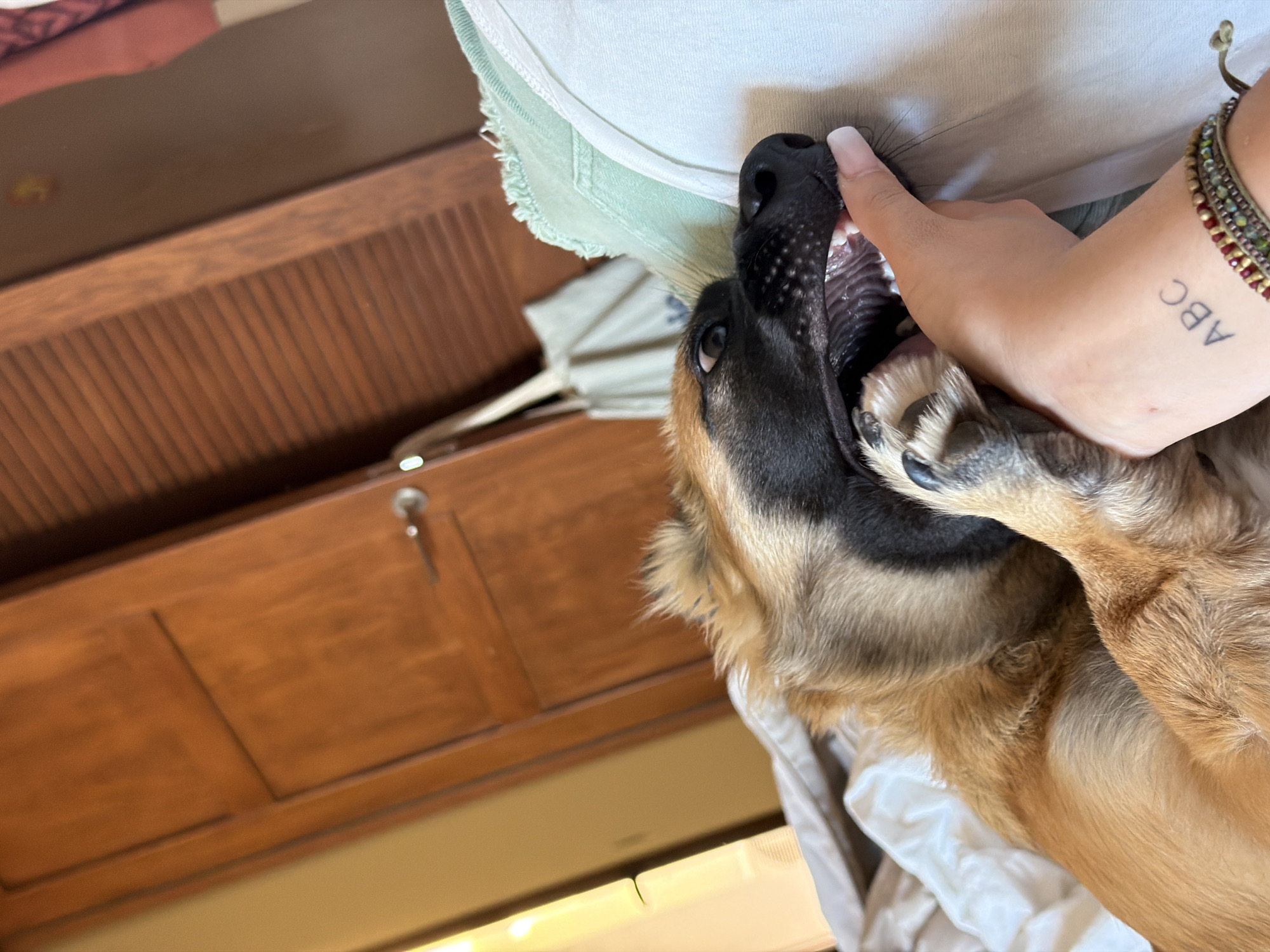 The image captures a close-up, eye-level view of a medium-sized dog playfully biting the fingers of a person's hand. The dog, with brown and black fur, has its mouth open, revealing sharp teeth and gums as it gently grasps the fingers. The person's hand, adorned with a tattoo of the letters "ABC" on the wrist and beaded bracelets, is positioned near the dog's mouth. The background features a wooden door with a metallic handle and a slatted closet door, suggesting an indoor setting. The presence of a bed with white and beige linens indicates a bedroom or living space. The lighting is natural, casting a warm glow on the scene. There is no information in the image that places the scene in Dénia, Spain.