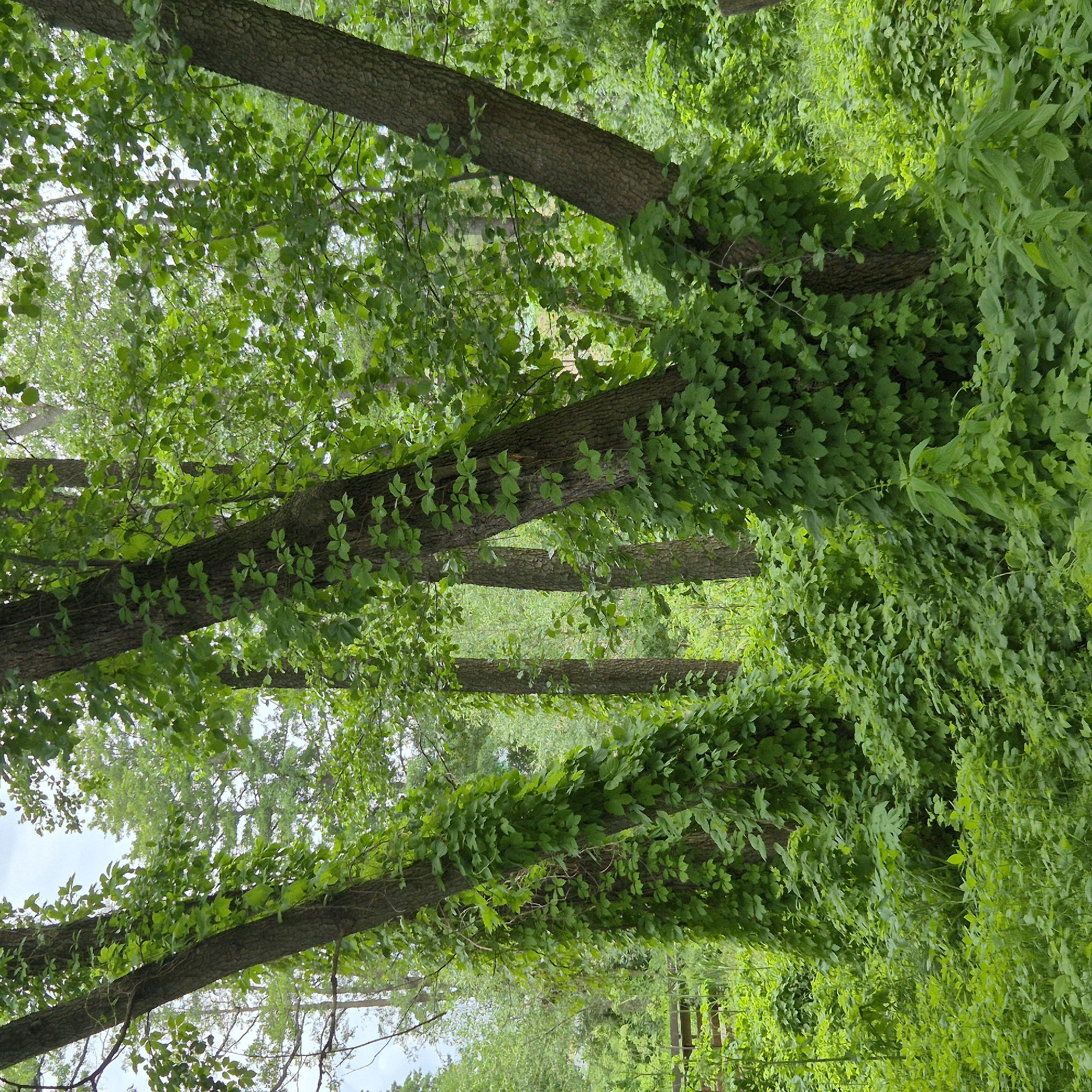The image depicts a lush green forest floor covered in dense undergrowth and vines that climb up the trunks of several trees. The trees are upright and appear to be mature, with rough bark. The foliage is predominantly a vibrant green, indicating a healthy and thriving ecosystem. The lighting suggests it is daytime, with overcast or filtered sunlight. There are no visible people or animals. The scene is set in a natural, wooded environment. The location is identified as being in the city of Liski, Russia.