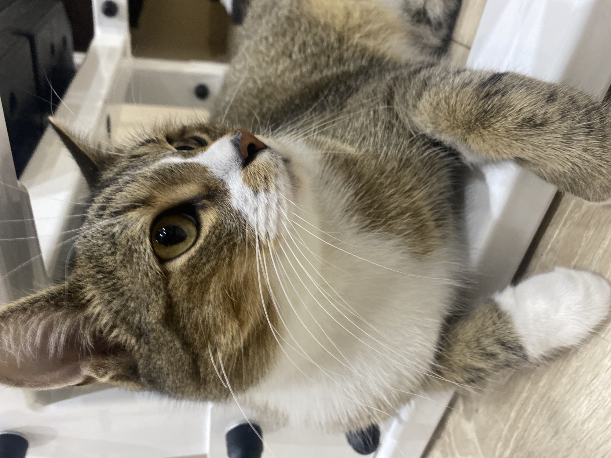 A tabby cat is lying on its back on a white surface, possibly a piece of furniture, with its paws in the air. The cat's fur is a mix of brown, gray, and white tabby markings, with white fur on its chest, paws, and face. Its eyes are large and yellow, and its ears are pointed. The cat appears relaxed and comfortable. The background is blurred, but it appears to be an indoor setting with wooden flooring and some white structures. The lighting suggests it could be daytime, indoors. There is no visible text in the image.