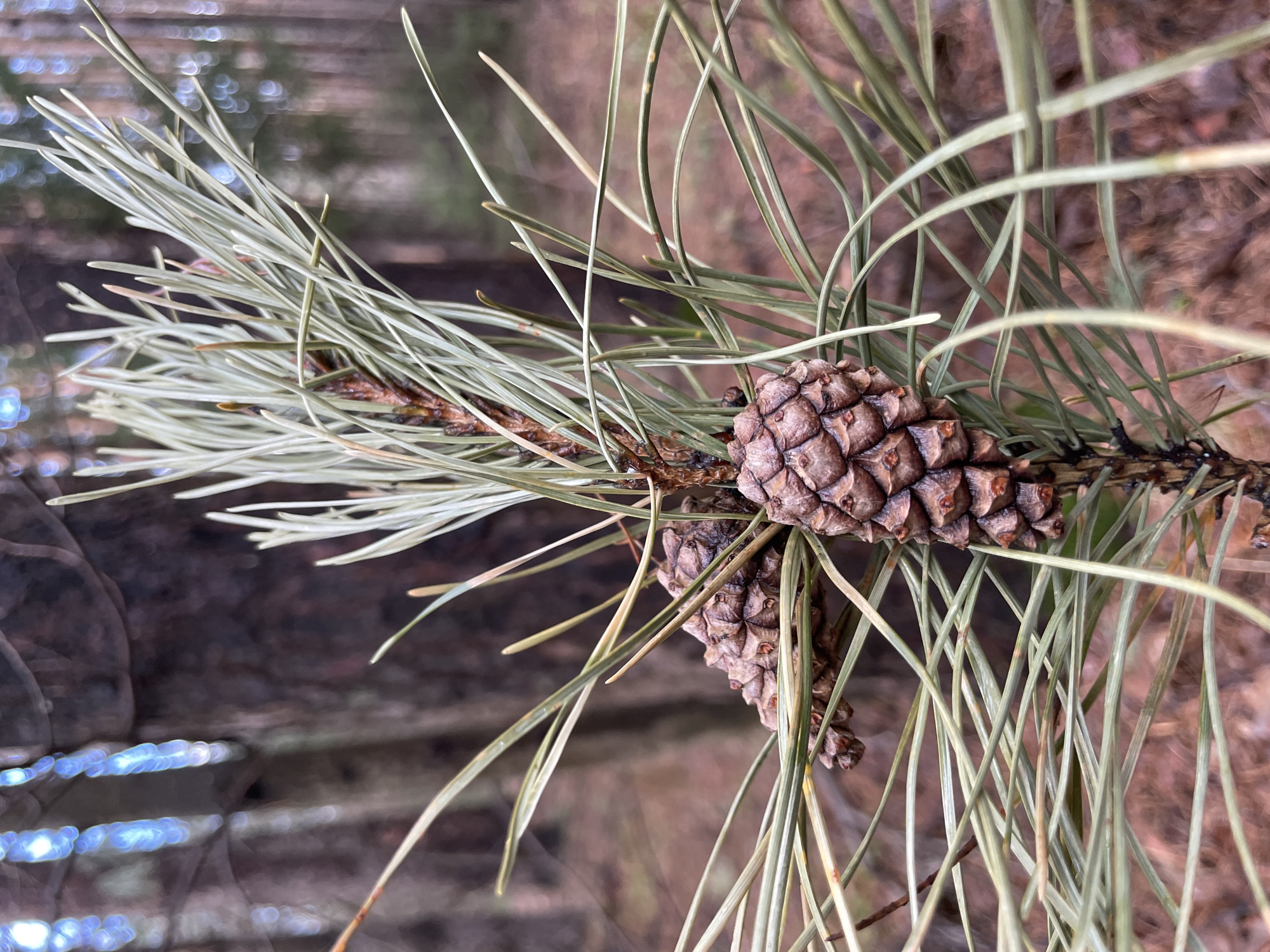 A close-up image features a pine branch with long, slender needles and two pine cones. The needles are a mix of green and yellow hues. The pine cones are brown with visible scales. The background appears to be a blurred forest floor with brown foliage. The image is taken outdoors, likely in a natural setting.
The location cannot be determined from the image.