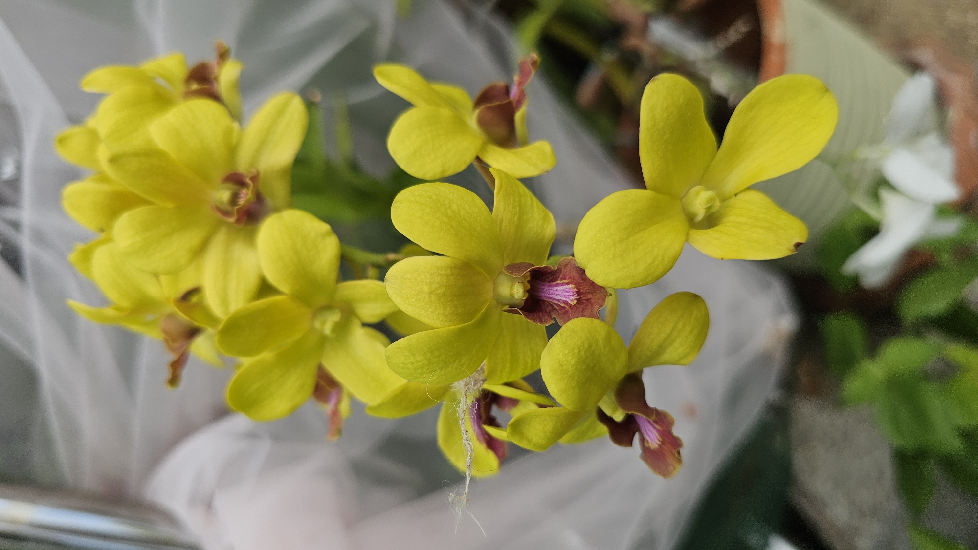 A close-up, eye-level shot captures a cluster of bright yellow orchids with deep reddish-purple centers. The flowers are in focus, with a shallow depth of field blurring the background, which consists of a translucent white material, some green foliage, and a brown pot. A thin strand of what appears to be cobweb or fine thread is visible across one of the orchids. The lighting suggests an outdoor setting, possibly in a garden or nursery, on a bright day. There are no people visible in the image. The scene is set in the city of Baan Chaweng, Thailand.