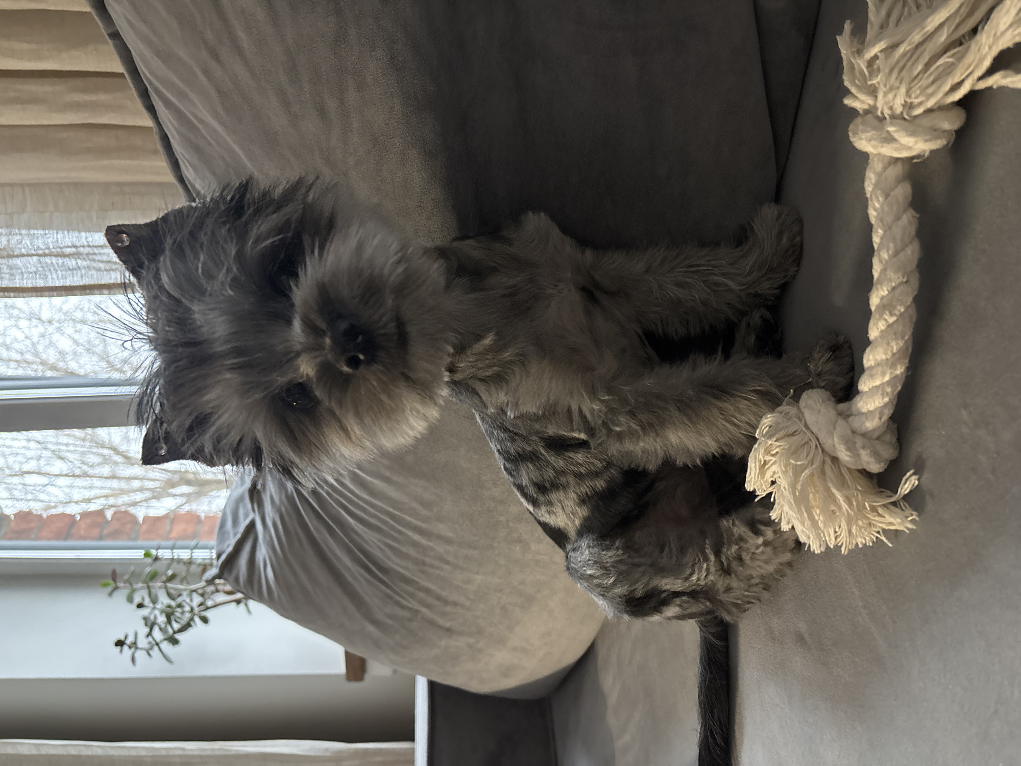 A gray, fluffy dog is on a gray couch next to a white rope toy. The dog is facing the camera with its paws crossed. A window with white blinds is visible in the background, along with a green plant. The scene appears to be indoors. There is no indication of location in Chaikovsky, Russia.