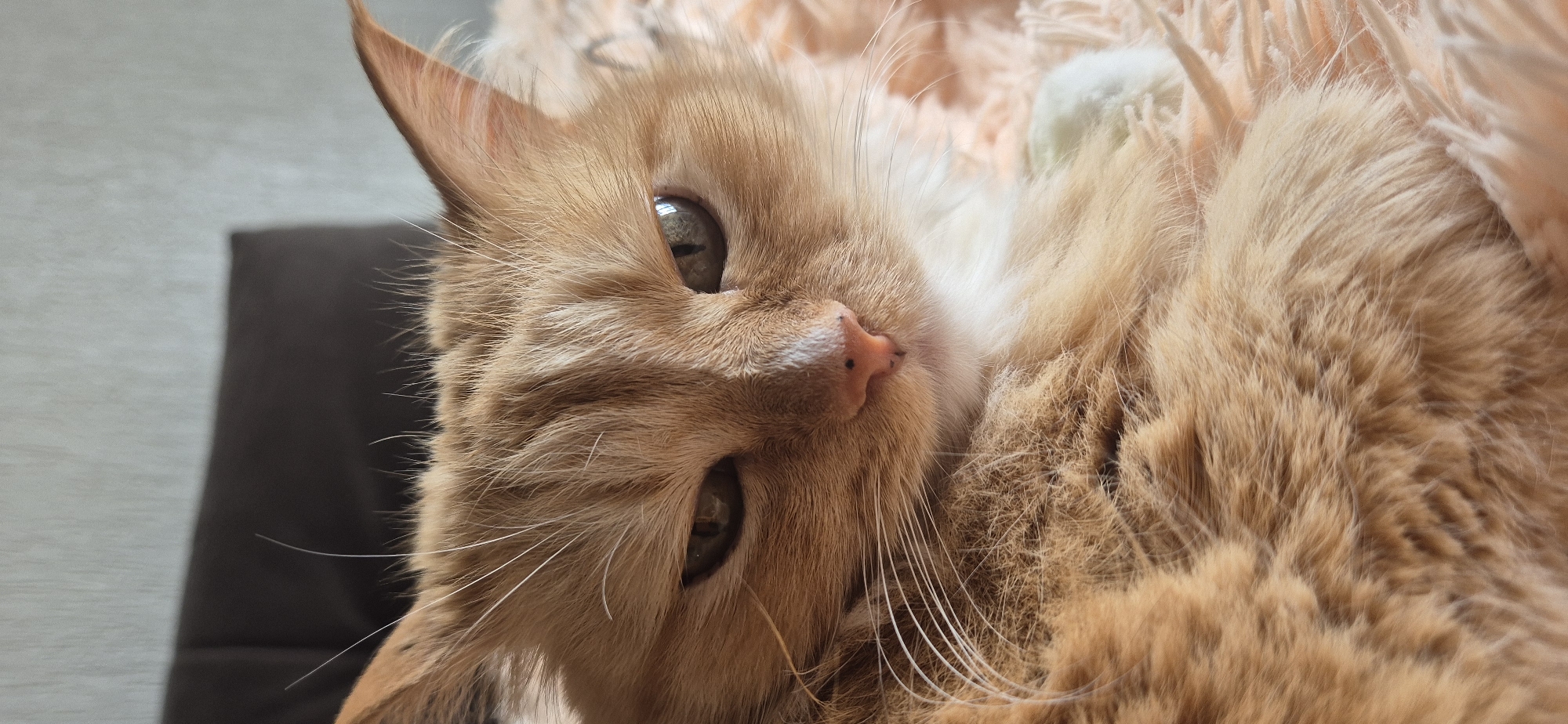 A close-up shot depicts an orange, long-haired cat lying on its side, its head tilted slightly towards the camera. The cat has green eyes and a pink nose. The background includes a fuzzy, peach-colored blanket or fabric. The location is unknown.