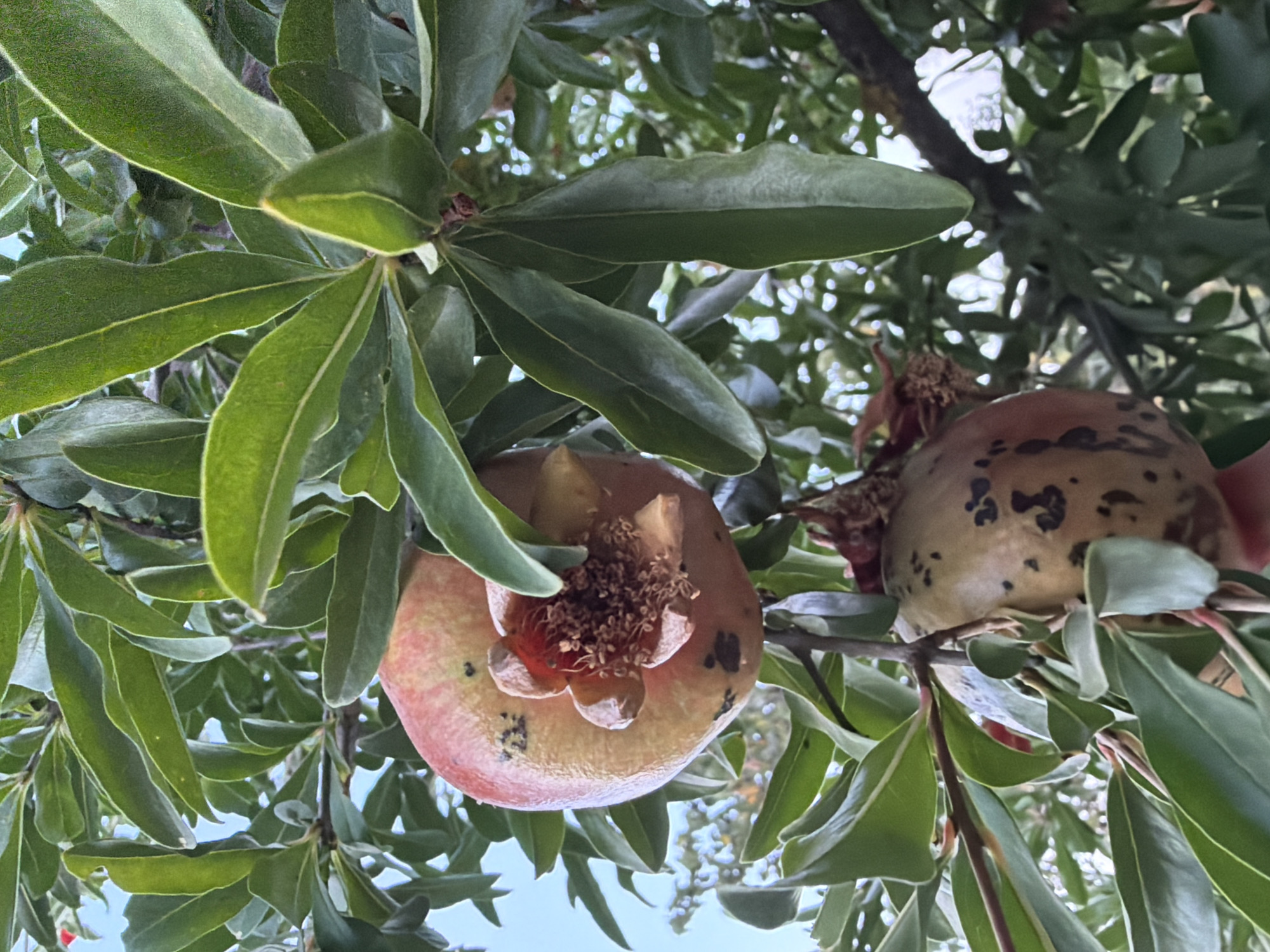The image displays a close-up of a pomegranate tree, with two pomegranates clearly visible amidst lush green leaves and branches. One pomegranate, positioned towards the top left of the frame, is predominantly reddish-pink with some darker speckles and a distinct, dried flower remnant at its crown. The second pomegranate, located lower and to the right, exhibits a more yellowish-brown hue, also marked with dark spots. The background suggests an outdoor setting with dappled light filtering through the foliage, hinting at daylight hours. The scene is devoid of any human presence, with the focus solely on the fruit and the tree. While the image's specific location within the city of Sabirabad, Azerbaijan, cannot be determined from visual cues alone, it captures a naturalistic element of the local flora.