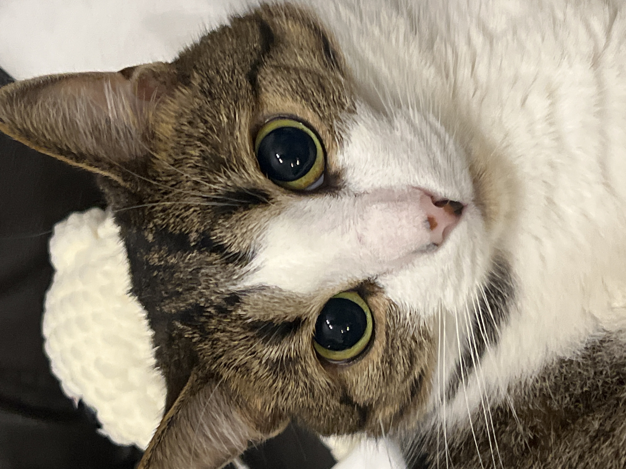 This is a close-up, high-angle, eye-level shot of a cat's face. The cat has tabby markings in shades of brown and black on its head, ears, and the left side of its face, with a white chest and muzzle. Its eyes are large and round with striking green irises and black pupils that reflect light. The cat's nose is pink with dark speckles. Its whiskers are long and white. The background is out of focus and appears to consist of dark and white textured surfaces. The image provides no information about a location in Moscow, Russia.
