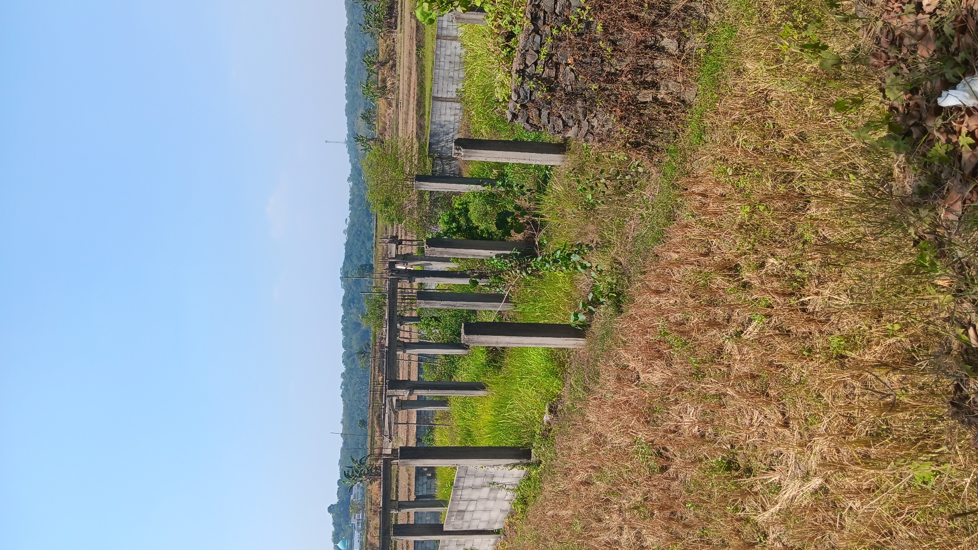 The image shows an unfinished construction site in Jonggol, Indonesia. The foreground is dominated by dry, cut grass and some scattered leaves. Several concrete pillars, some with visible rebar, are arranged in rows, suggesting the foundation of a building. A low concrete wall runs along the left side of the scene, and a section of a rough stone wall is visible on the right. Lush green grass and weeds grow around the pillars, indicating a lack of recent activity. In the background, there is a slightly raised embankment with more construction elements, including horizontal beams supported by pillars. Beyond that, a landscape of trees and hills stretches towards a clear blue sky. A light blue dome, possibly belonging to a building, is visible in the far left background. The overall impression is one of an abandoned or long-term construction project in a rural or semi-rural setting.